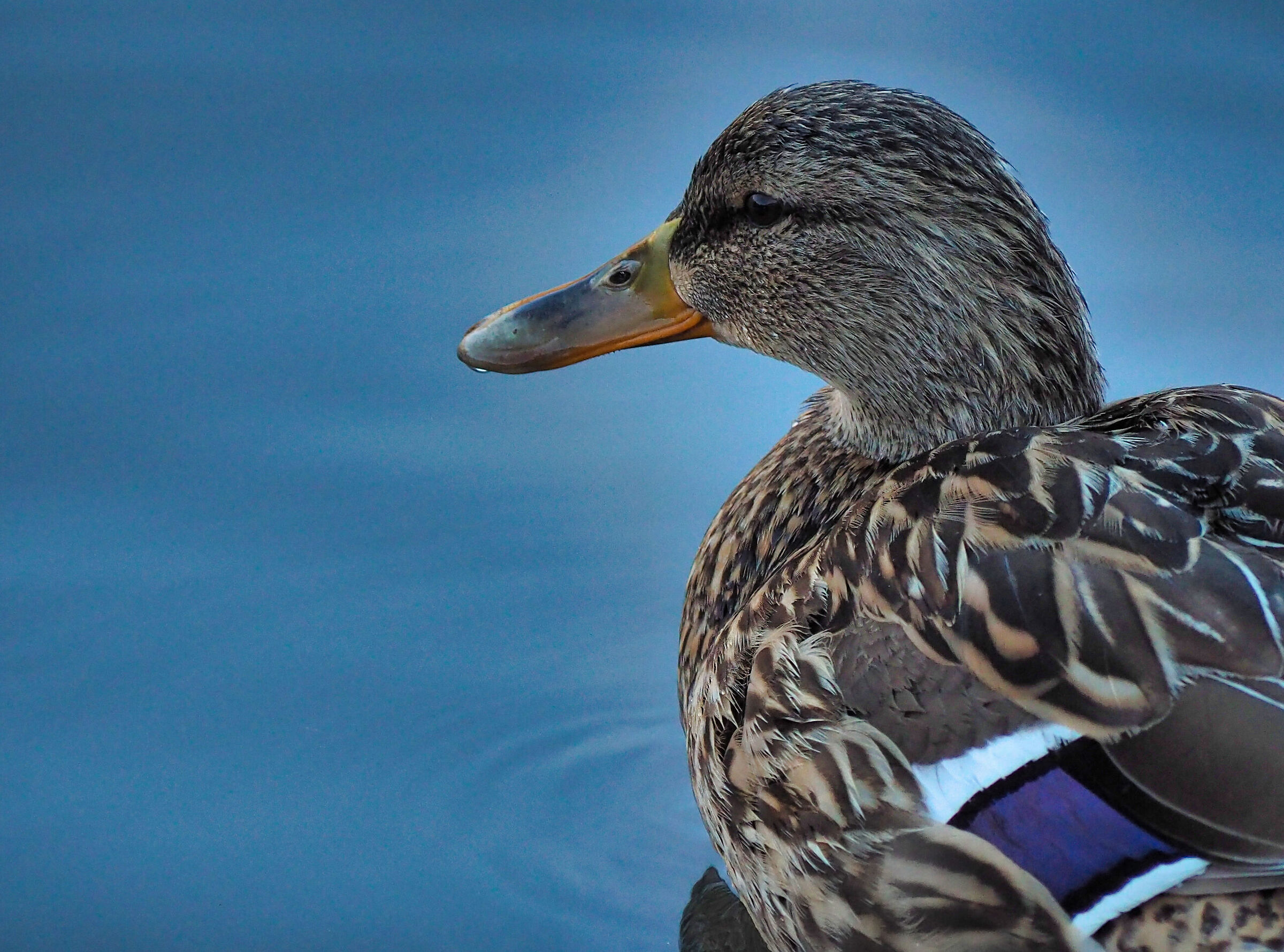 Mallard female .. portrait