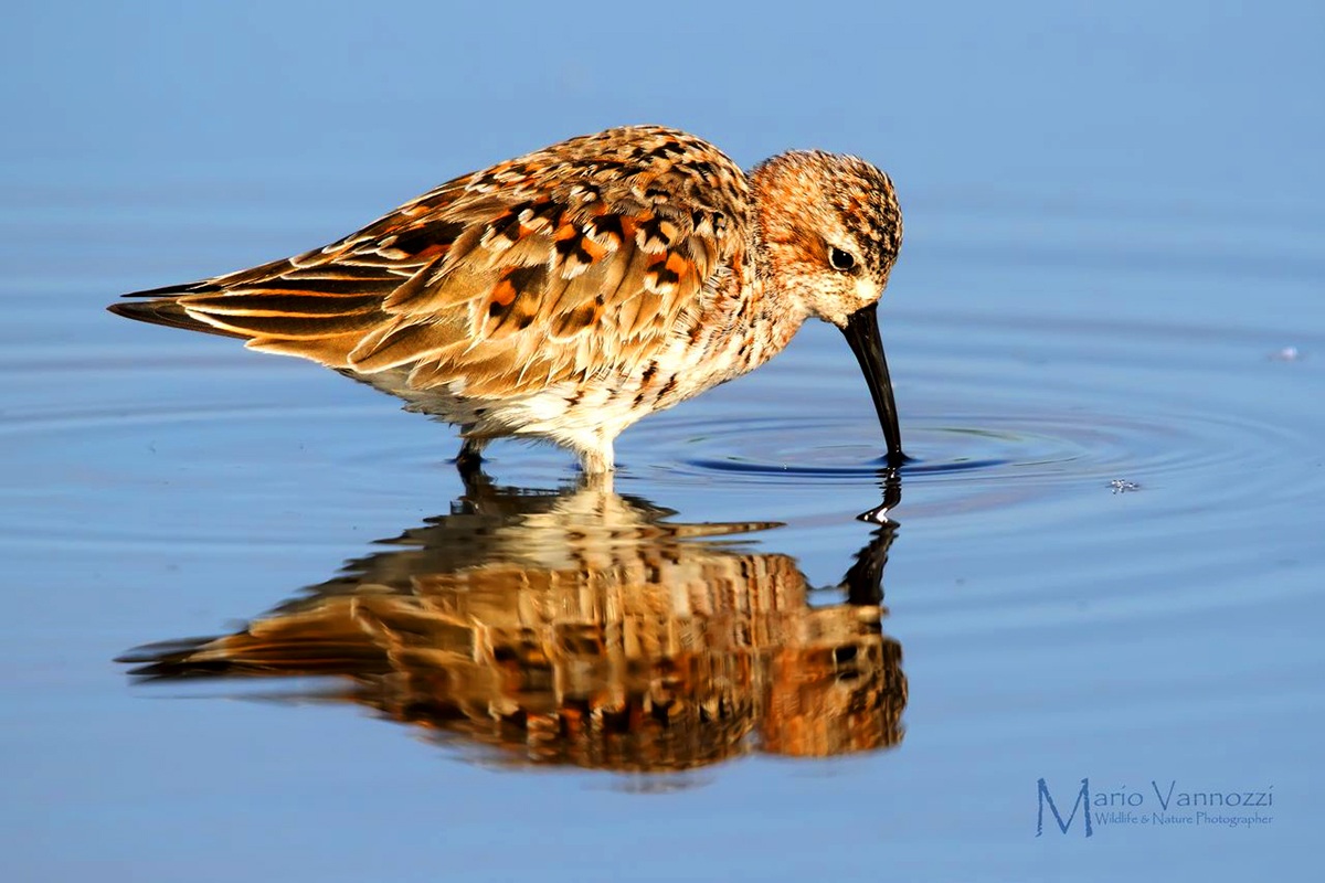 Sandpiper