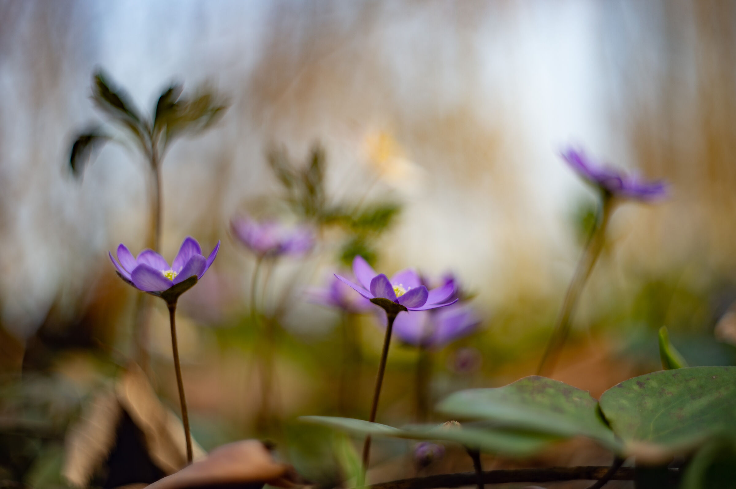 Hepatica
