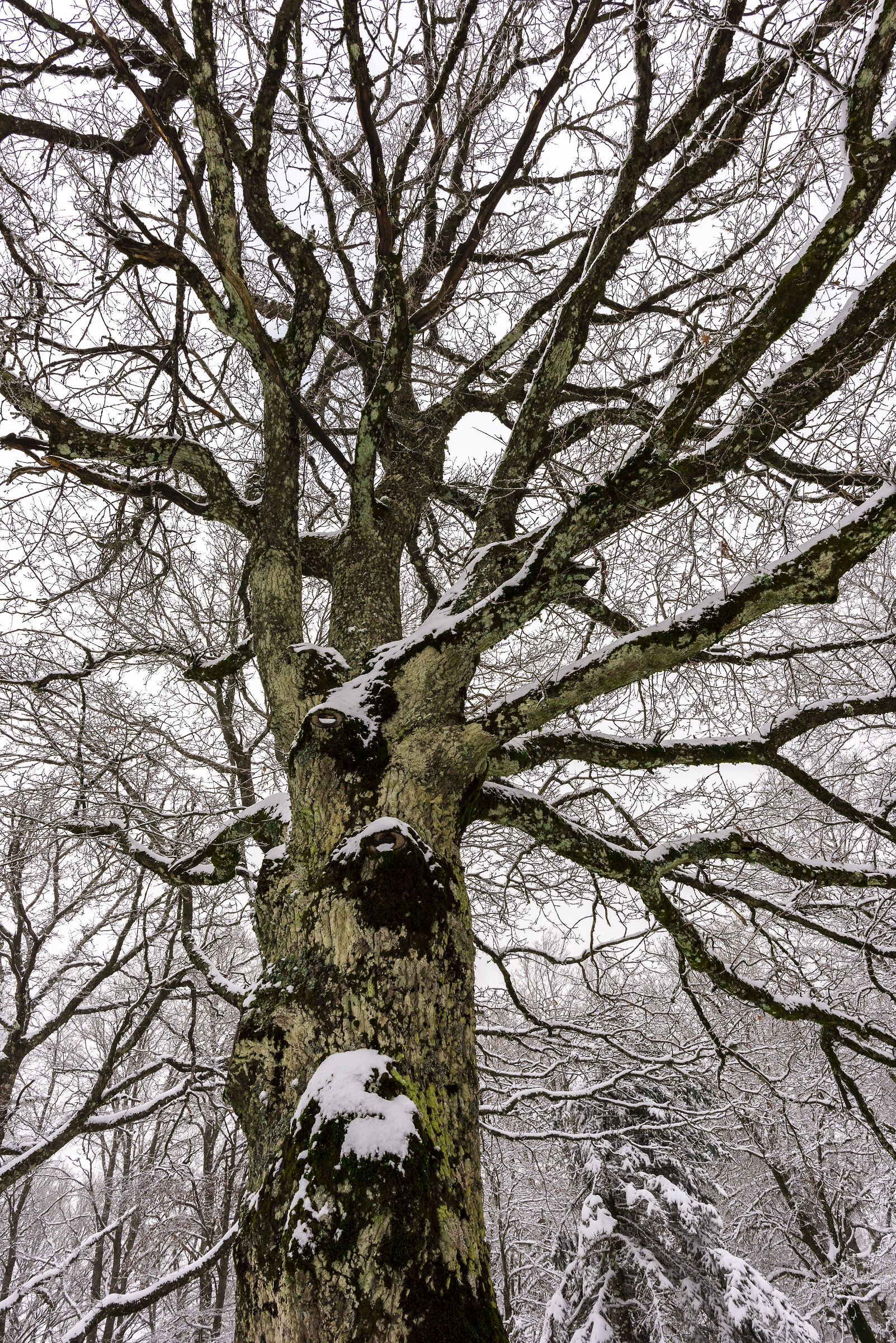 il bosco della miraglia - Nebrodi