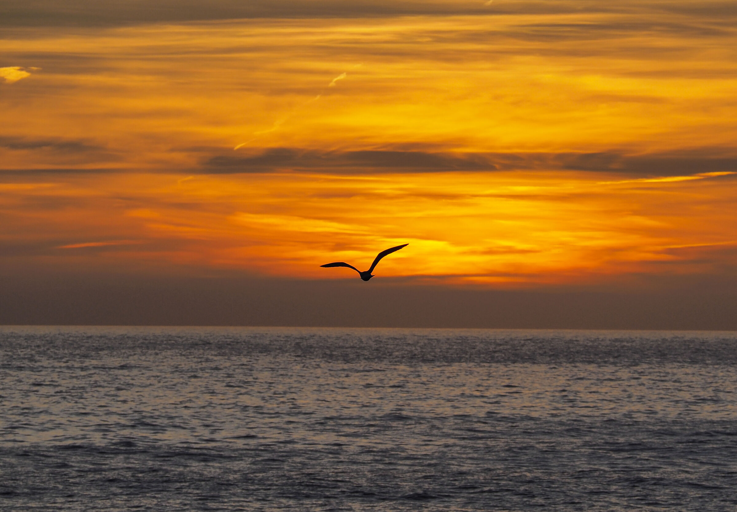 Libertà di volare.