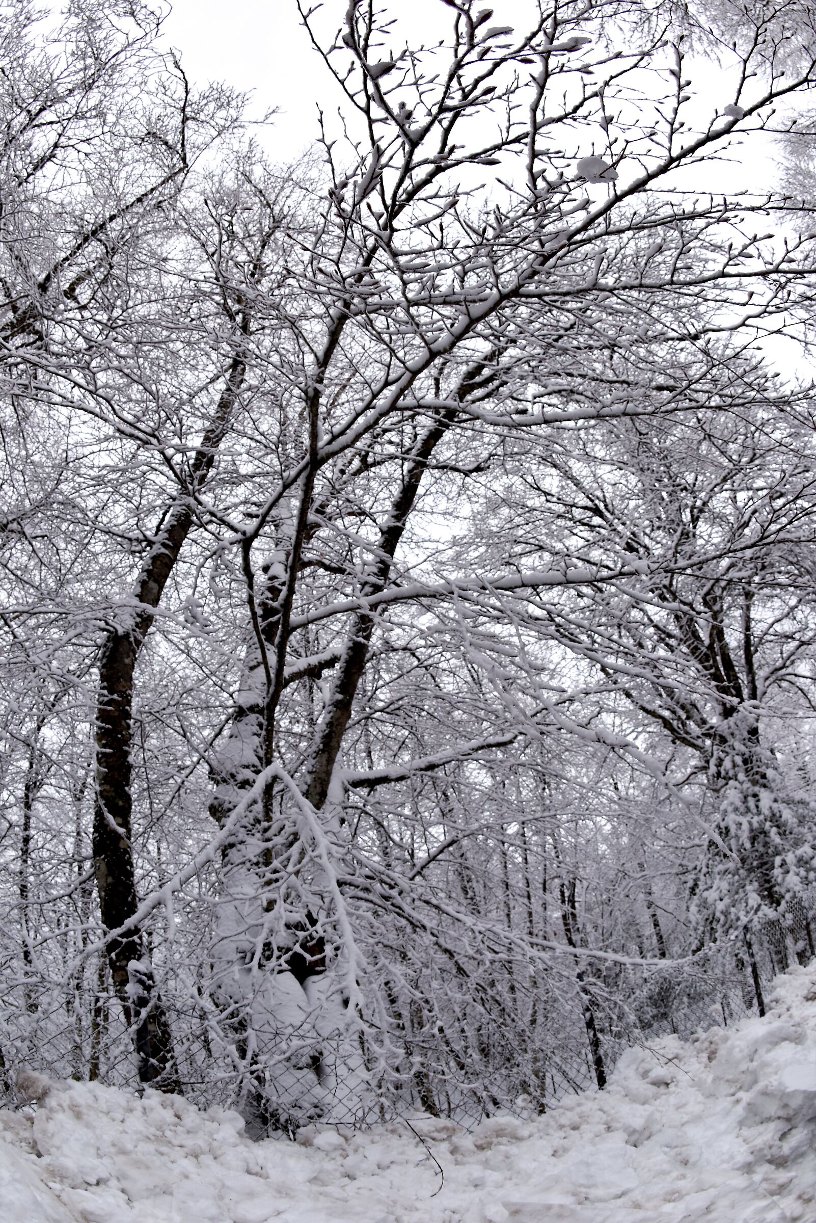 il bosco della miraglia - Nebrodi