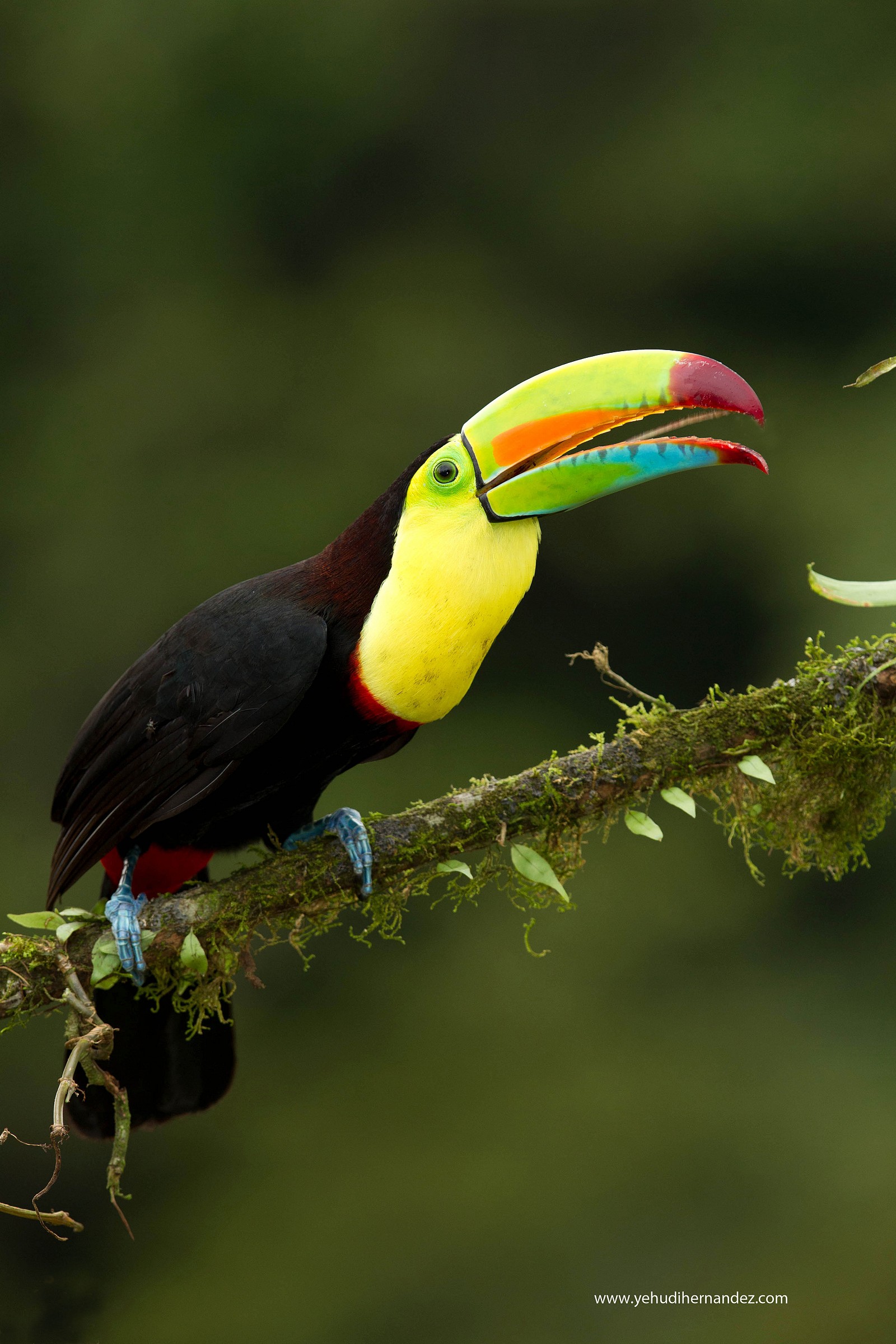 Keel Billed Toucan