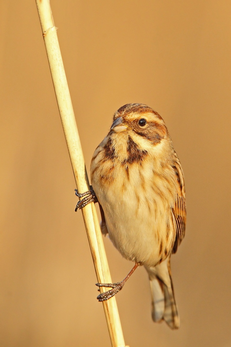 Migliarino di palude