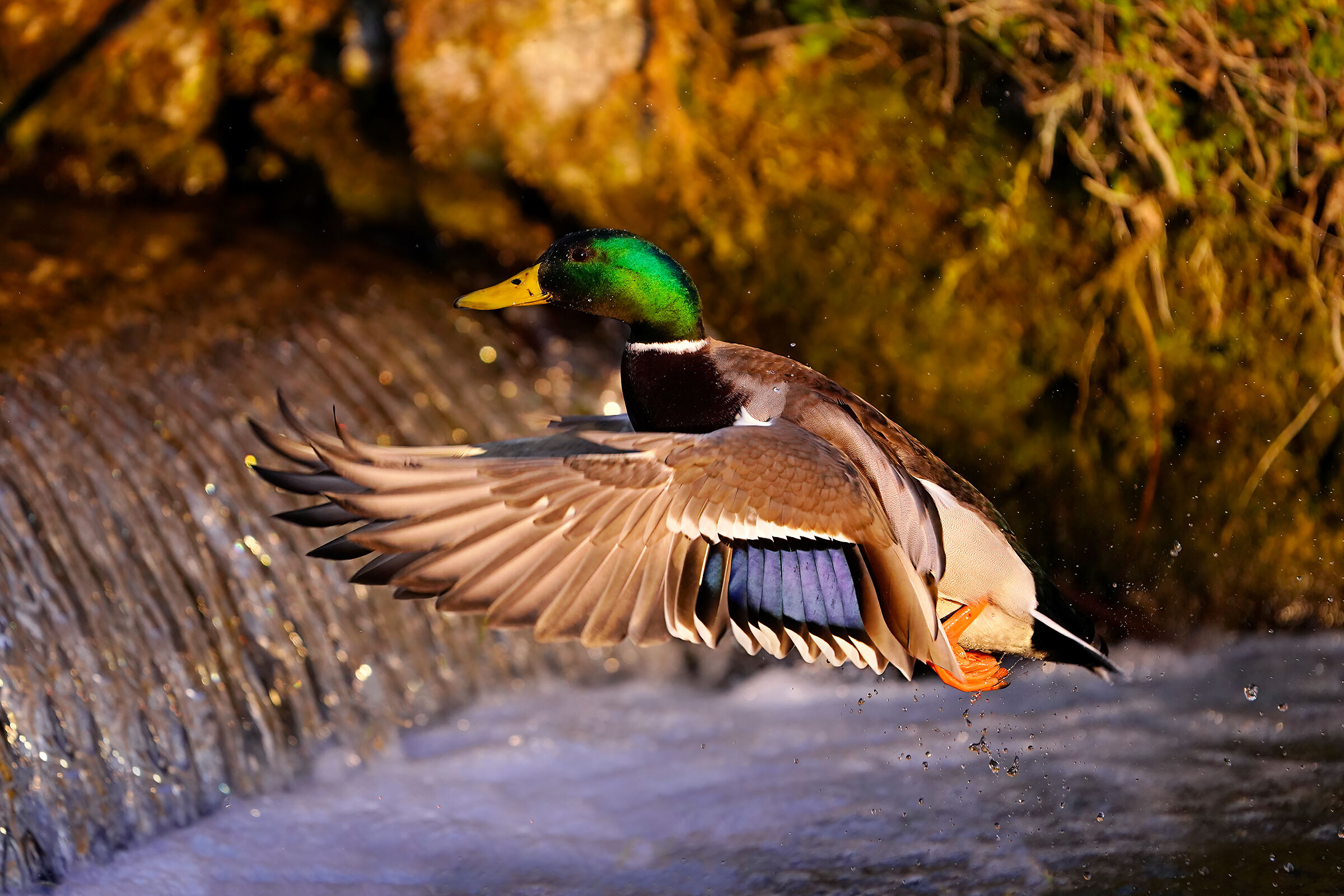 L'ultima luce del giorno - Germano reale