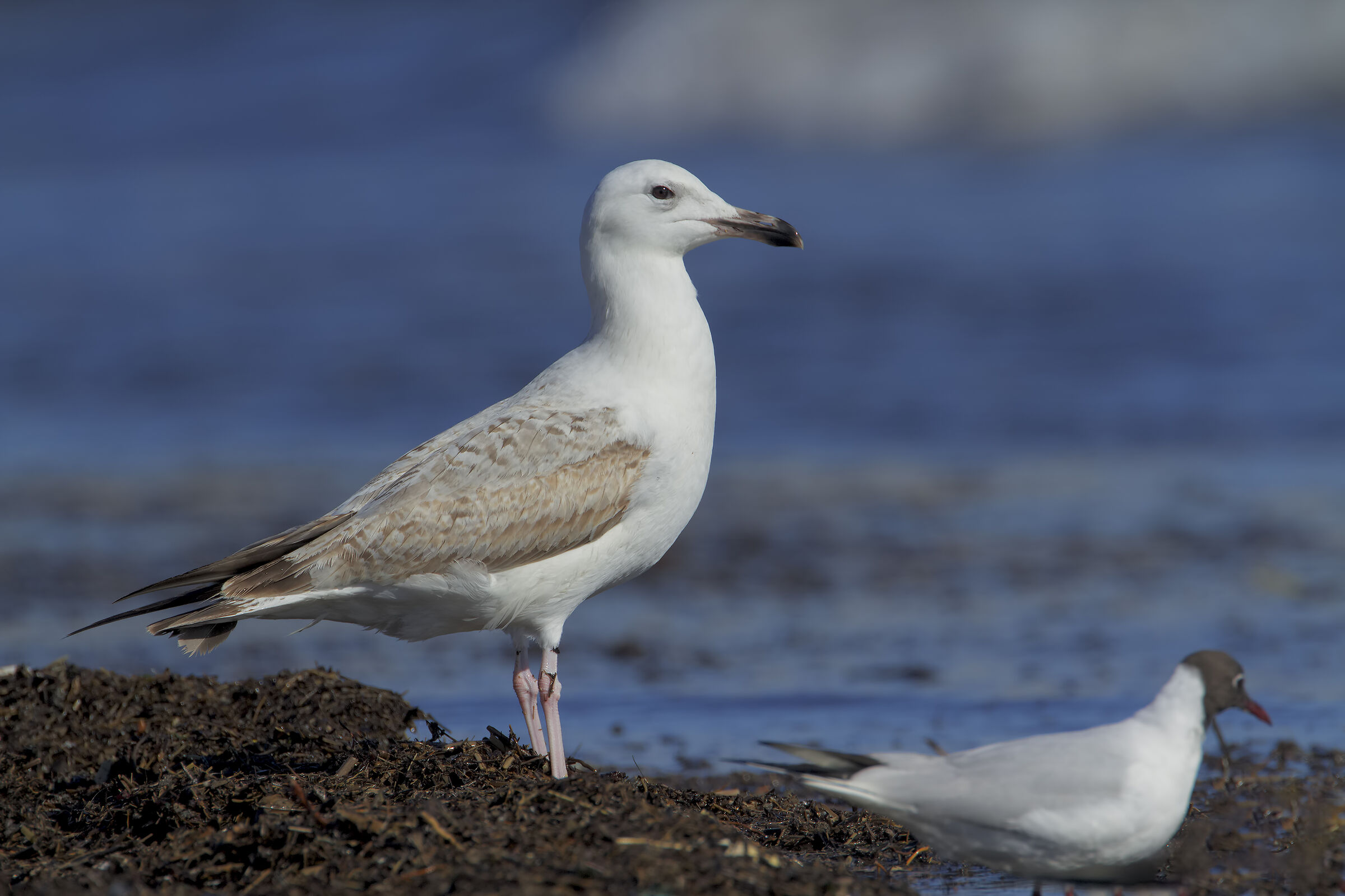 Gabbiano reale pontico