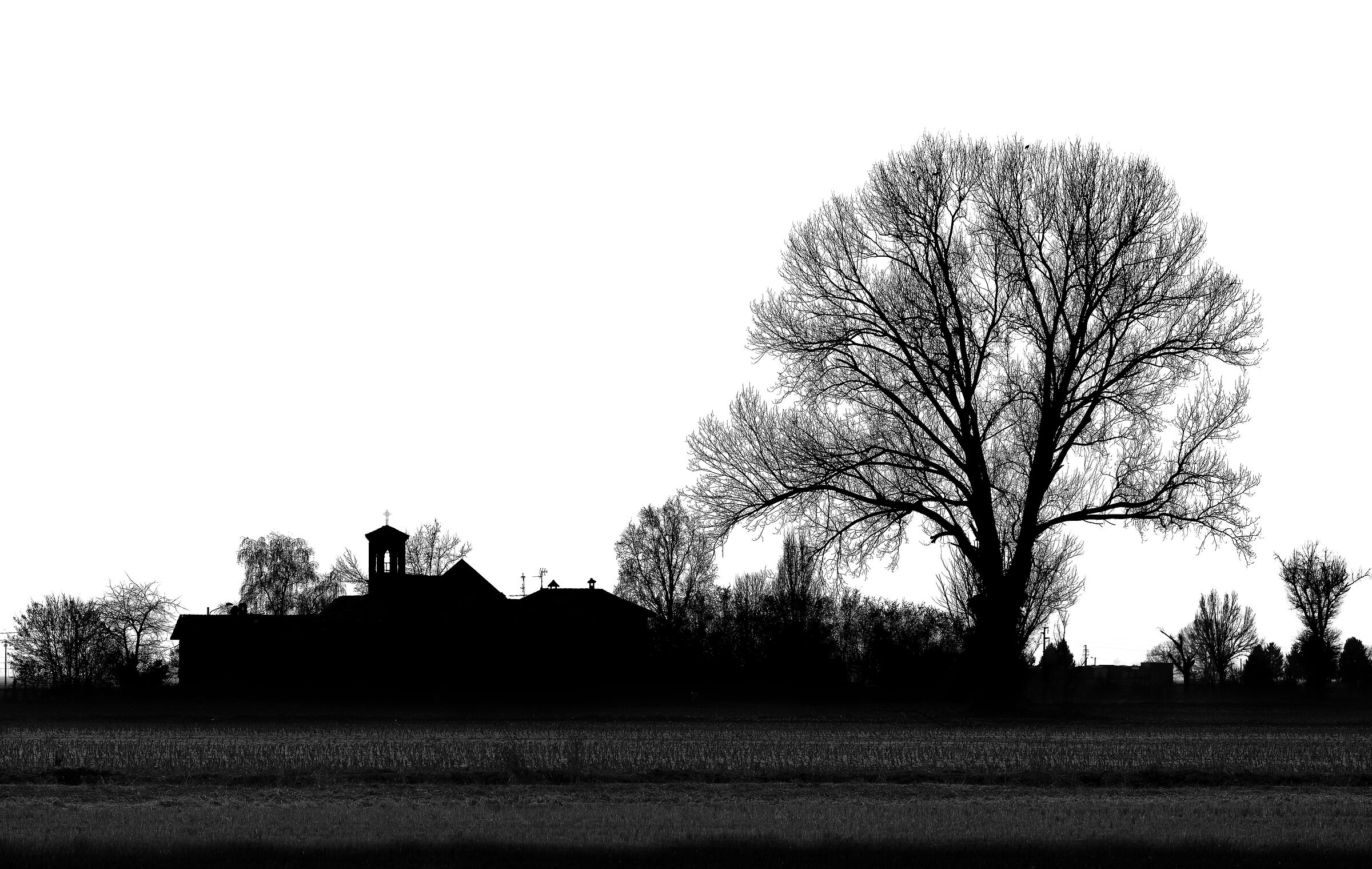 L'albero e il campanile