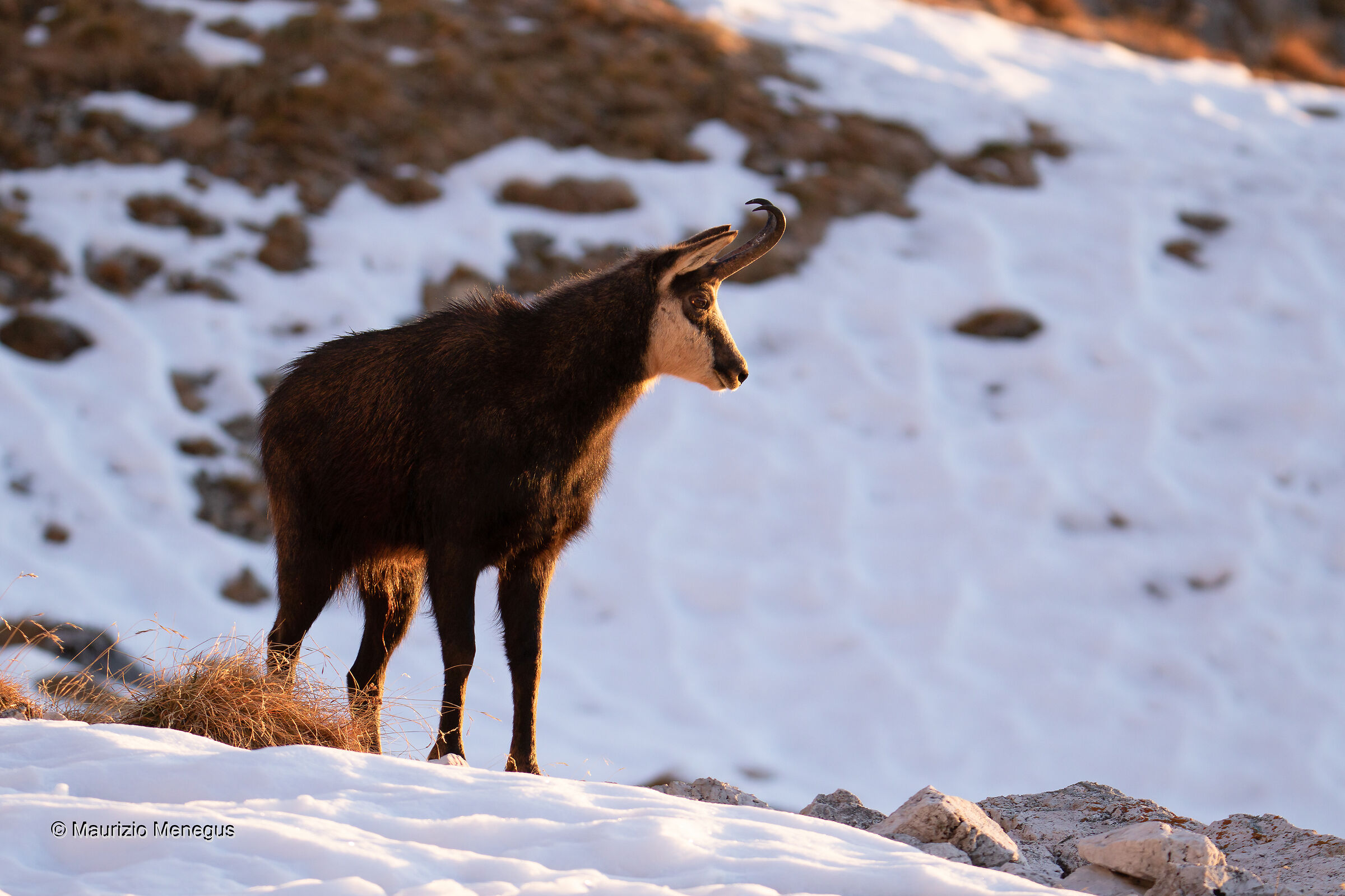 Camoscio maschio adulto - Novembre 2021 - Dolomiti