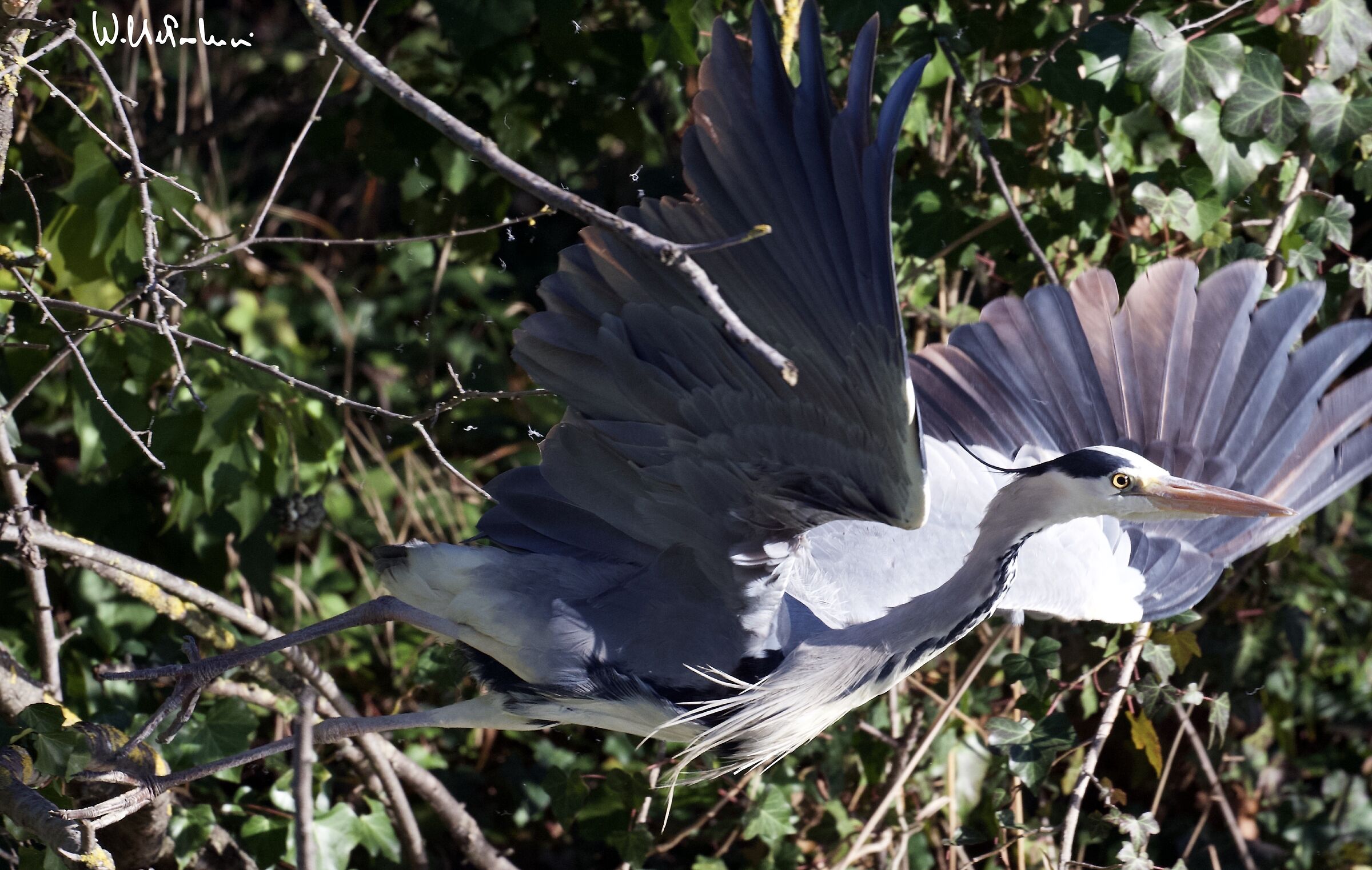 Grey heron... what a show 2