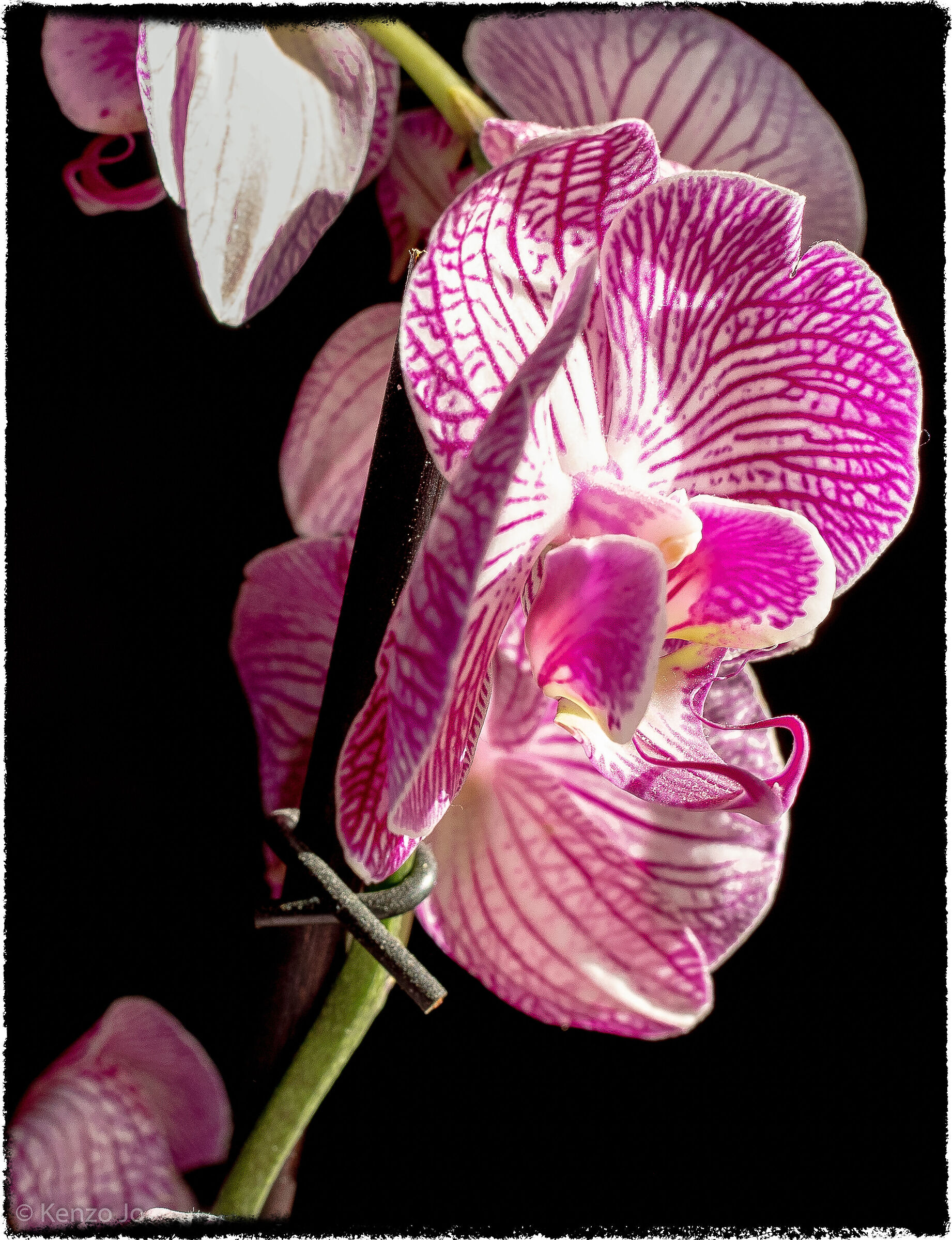 Orchidea alla prima luce