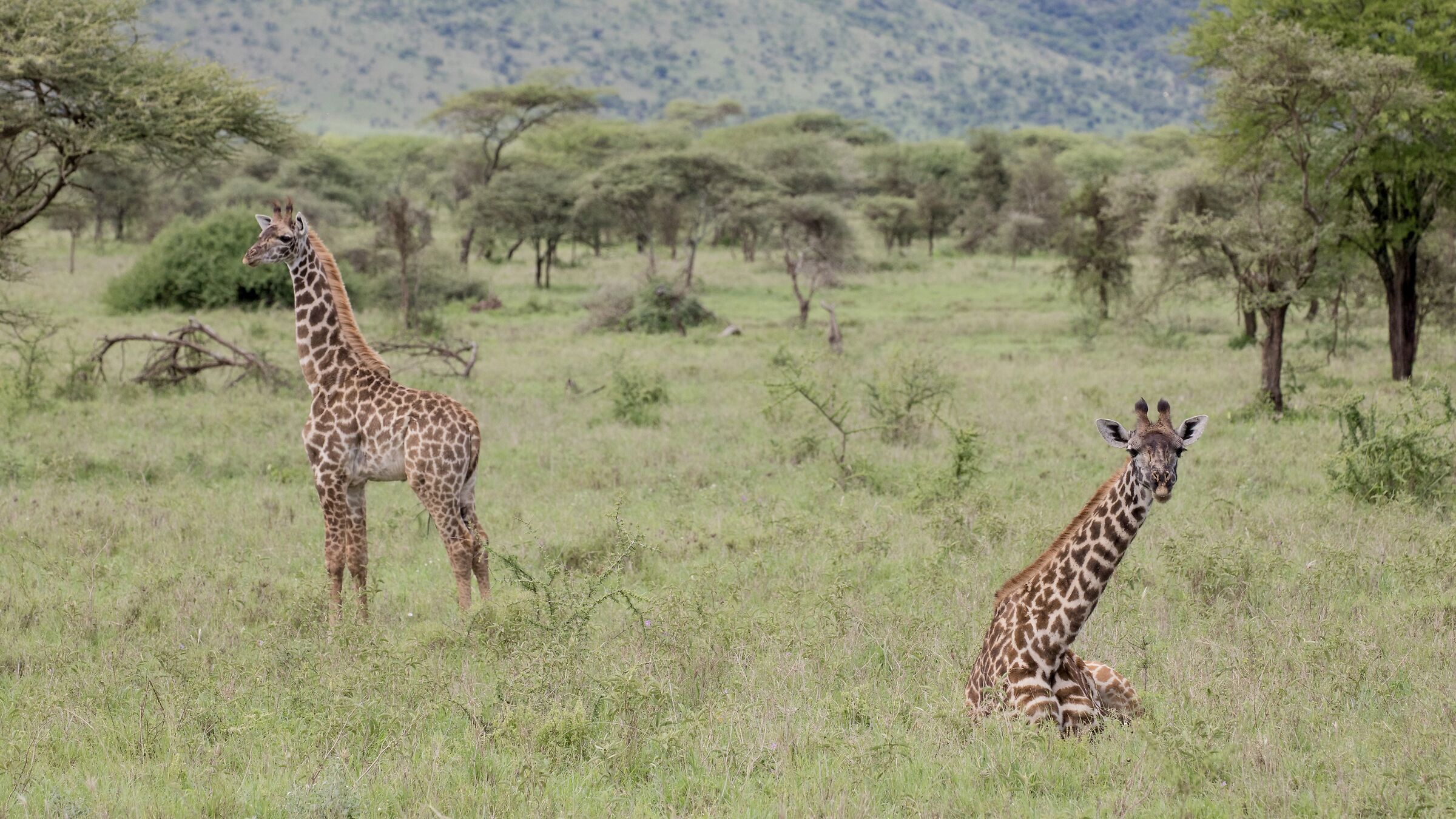 Cartolina dall'Africa