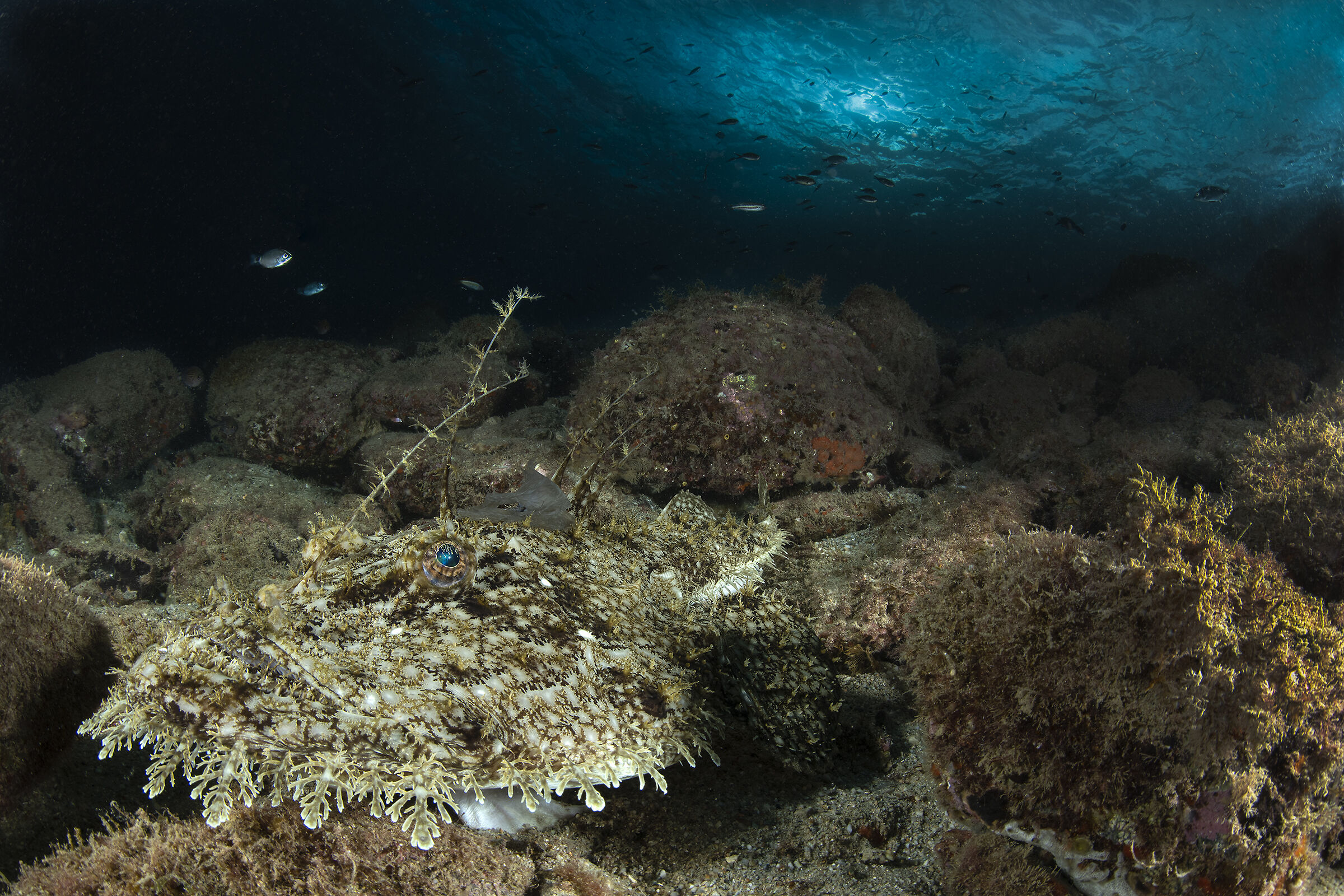 Un perfetto mimetismo (rana pescatrice)