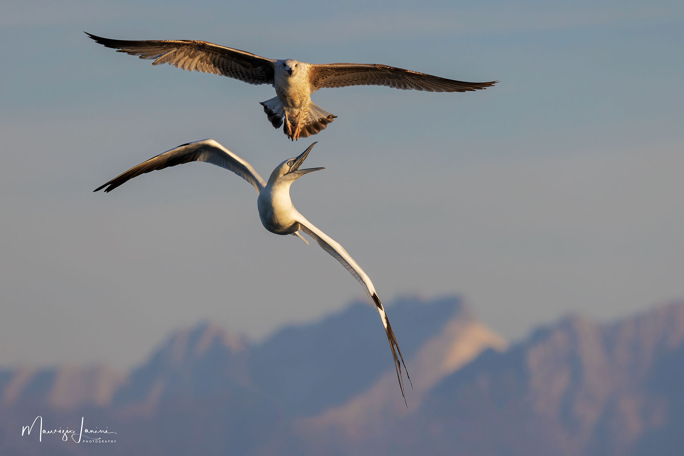 Scaramucce di buon mattino