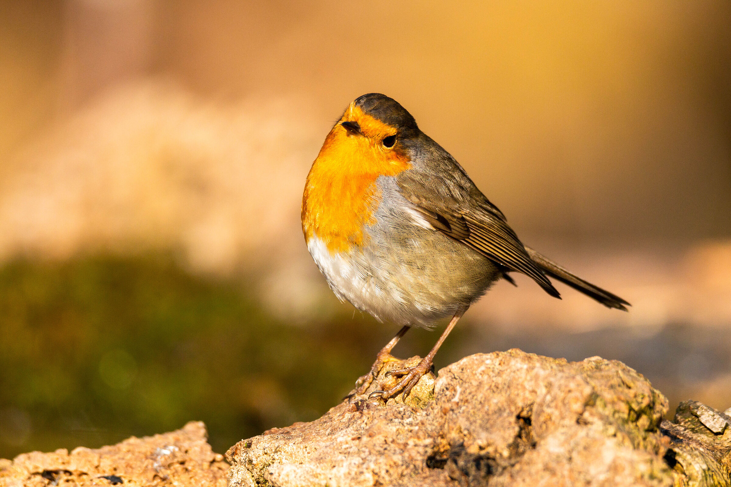 Robin