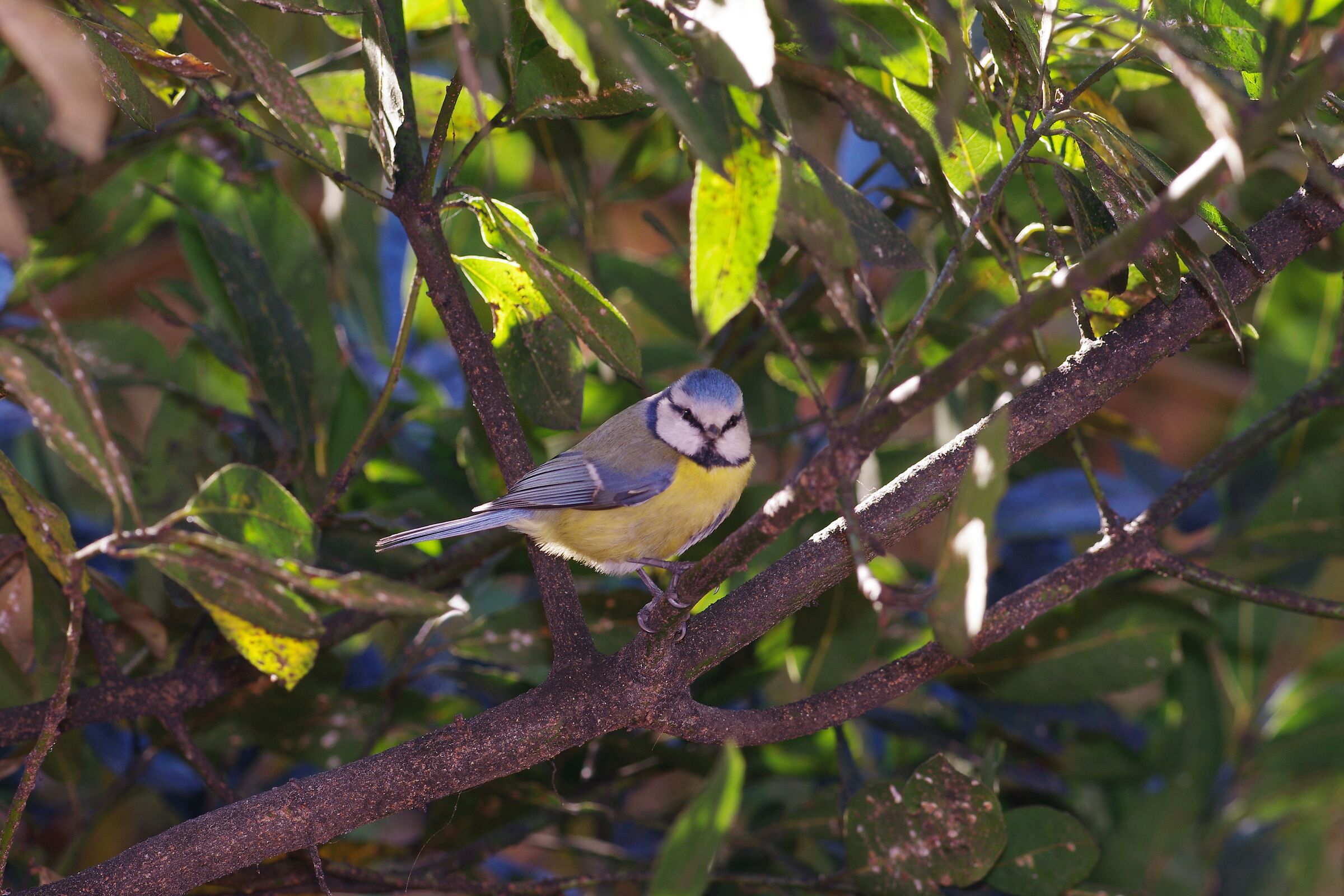Cinciarella in un vecchio alloro