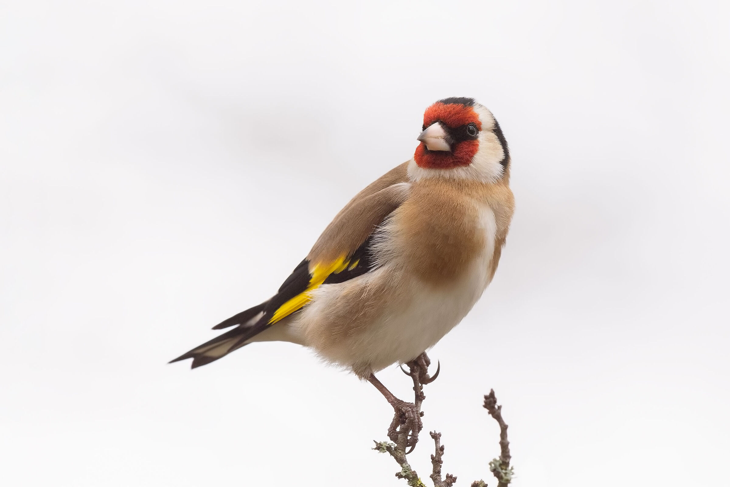 Goldfinch in the fog