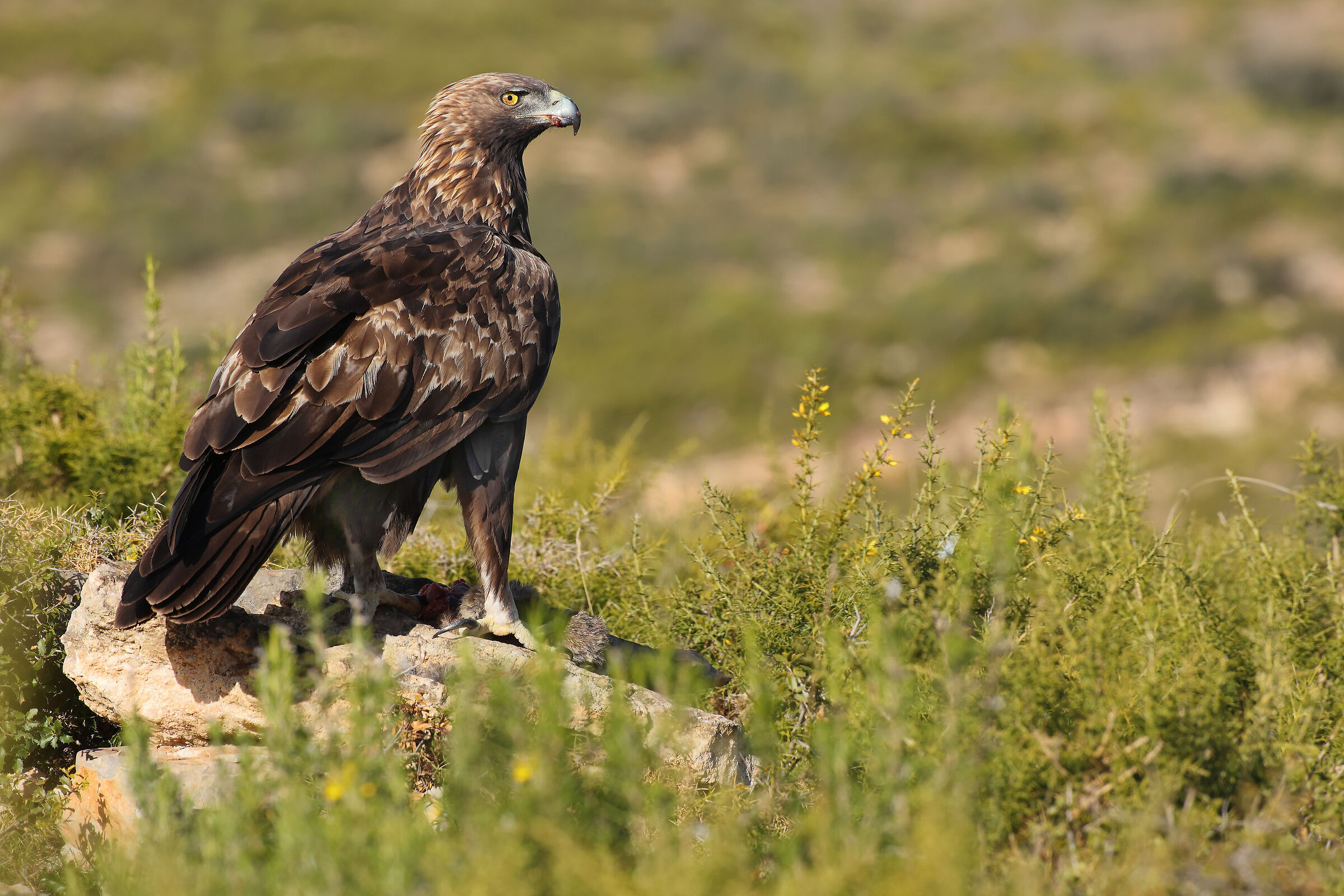 Aquila Reale femmina