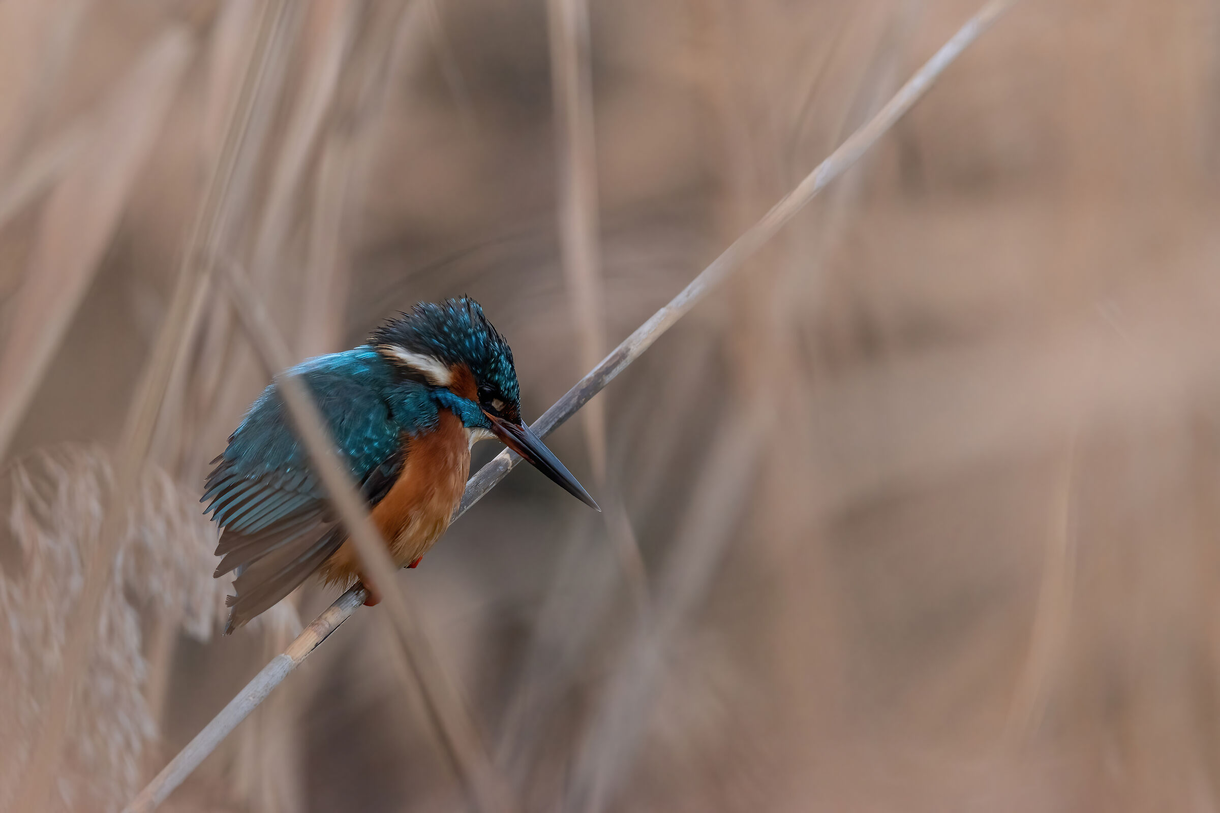 Kingfisher