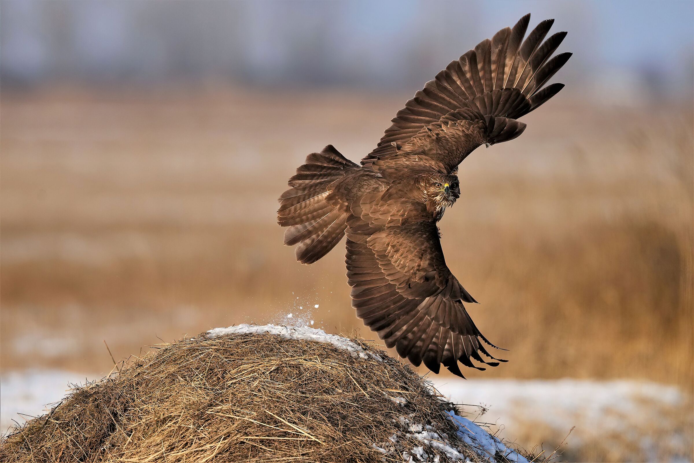 buzzard