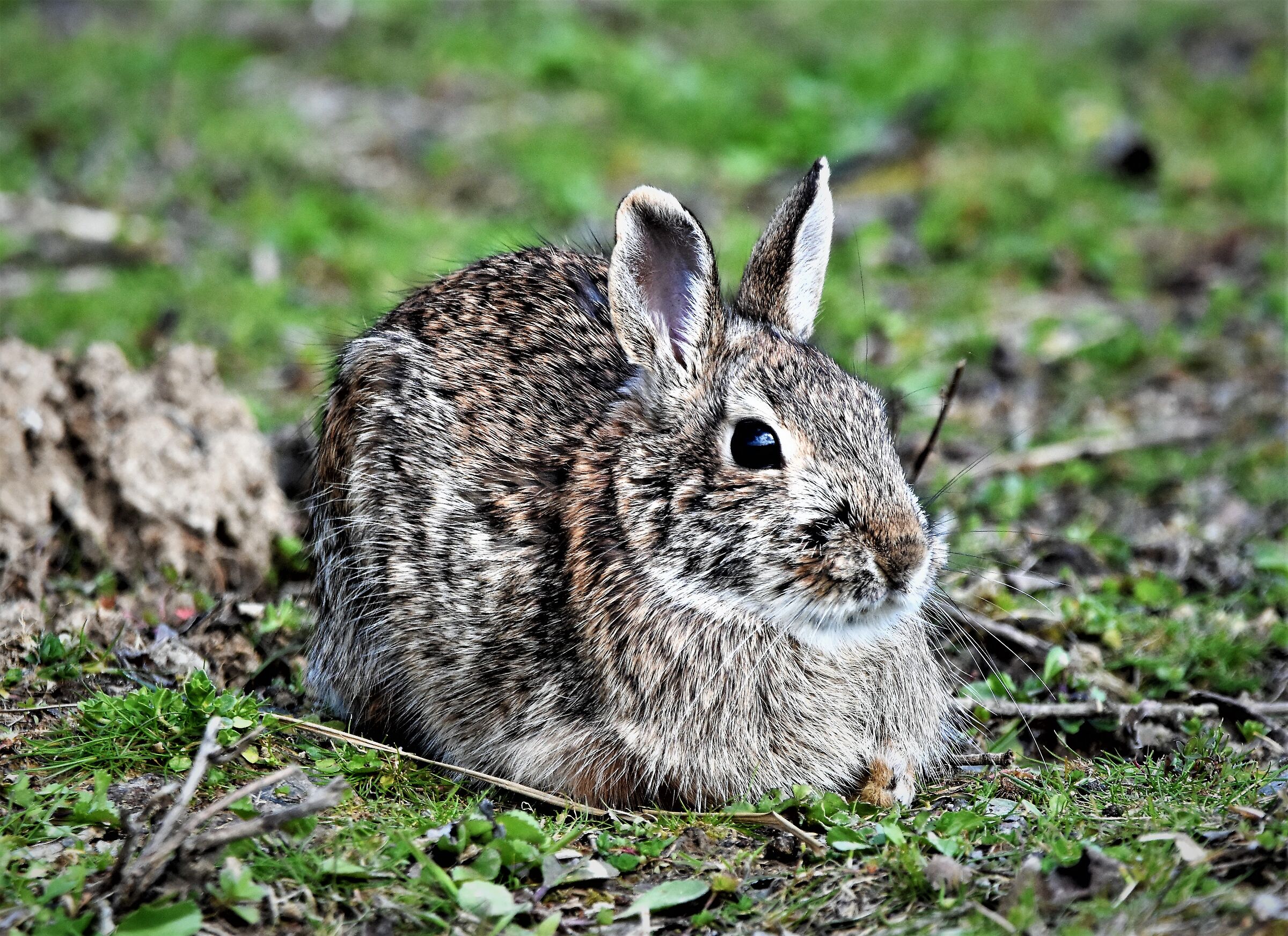 wild rabbit