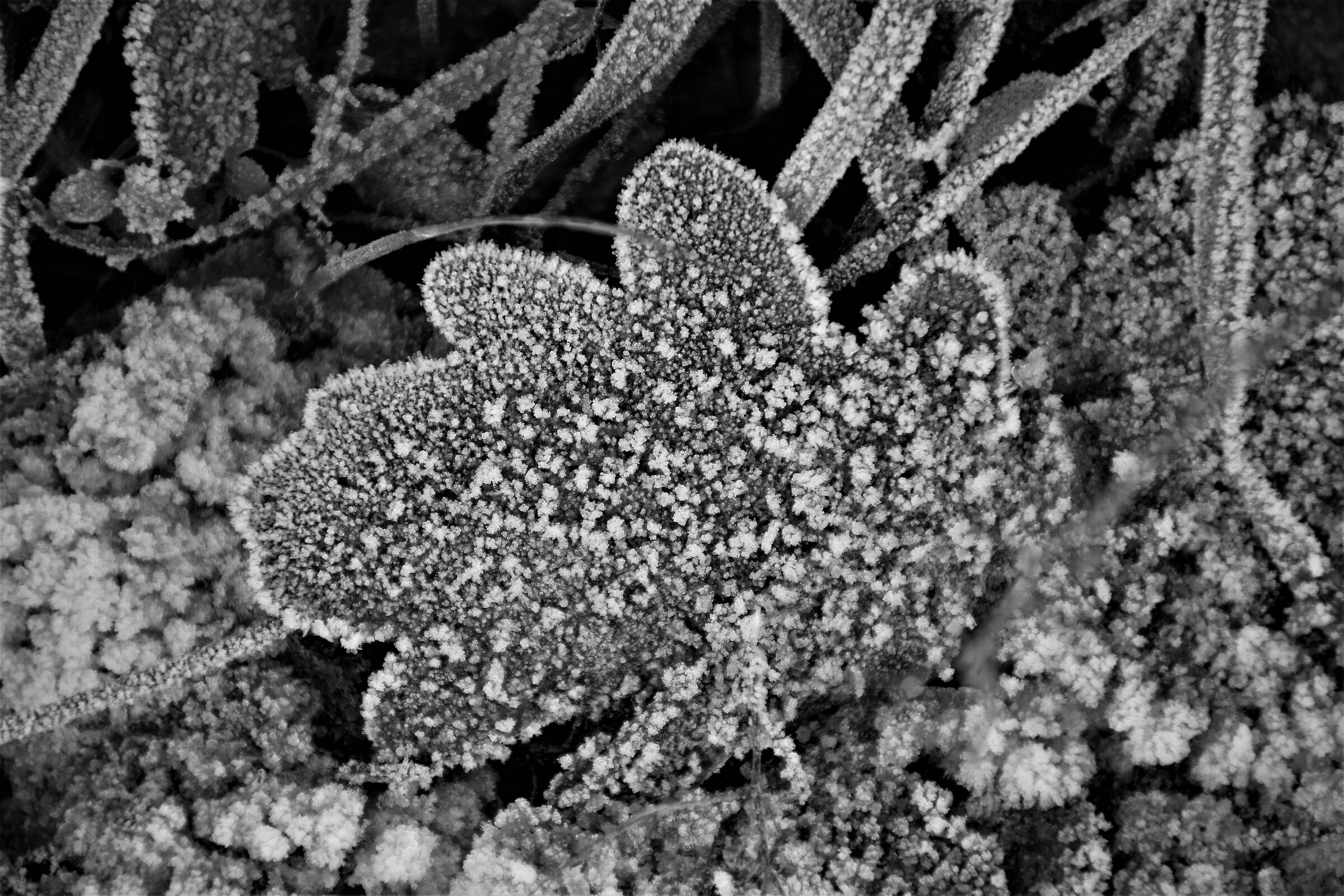 frost b&w in Racconigi (CN)