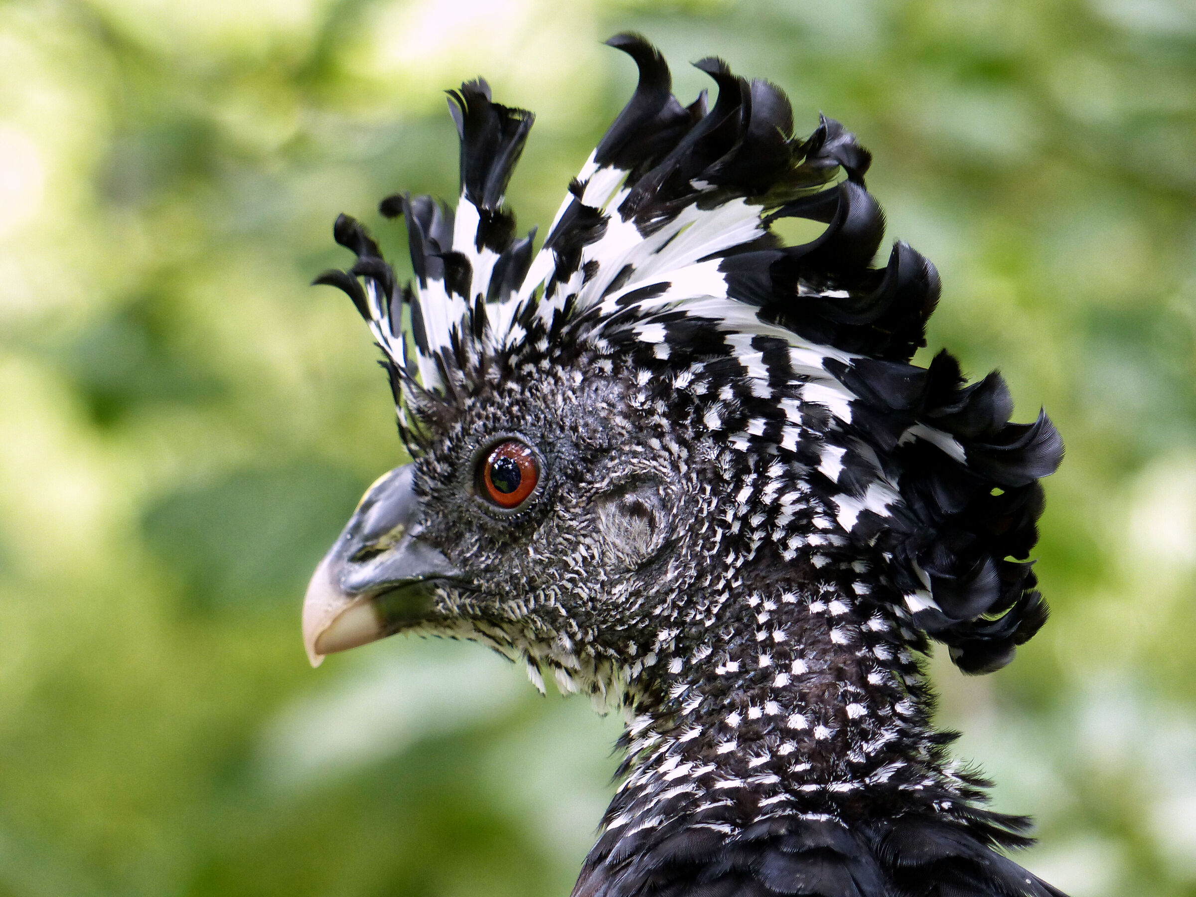 Curassow a faccia nuda