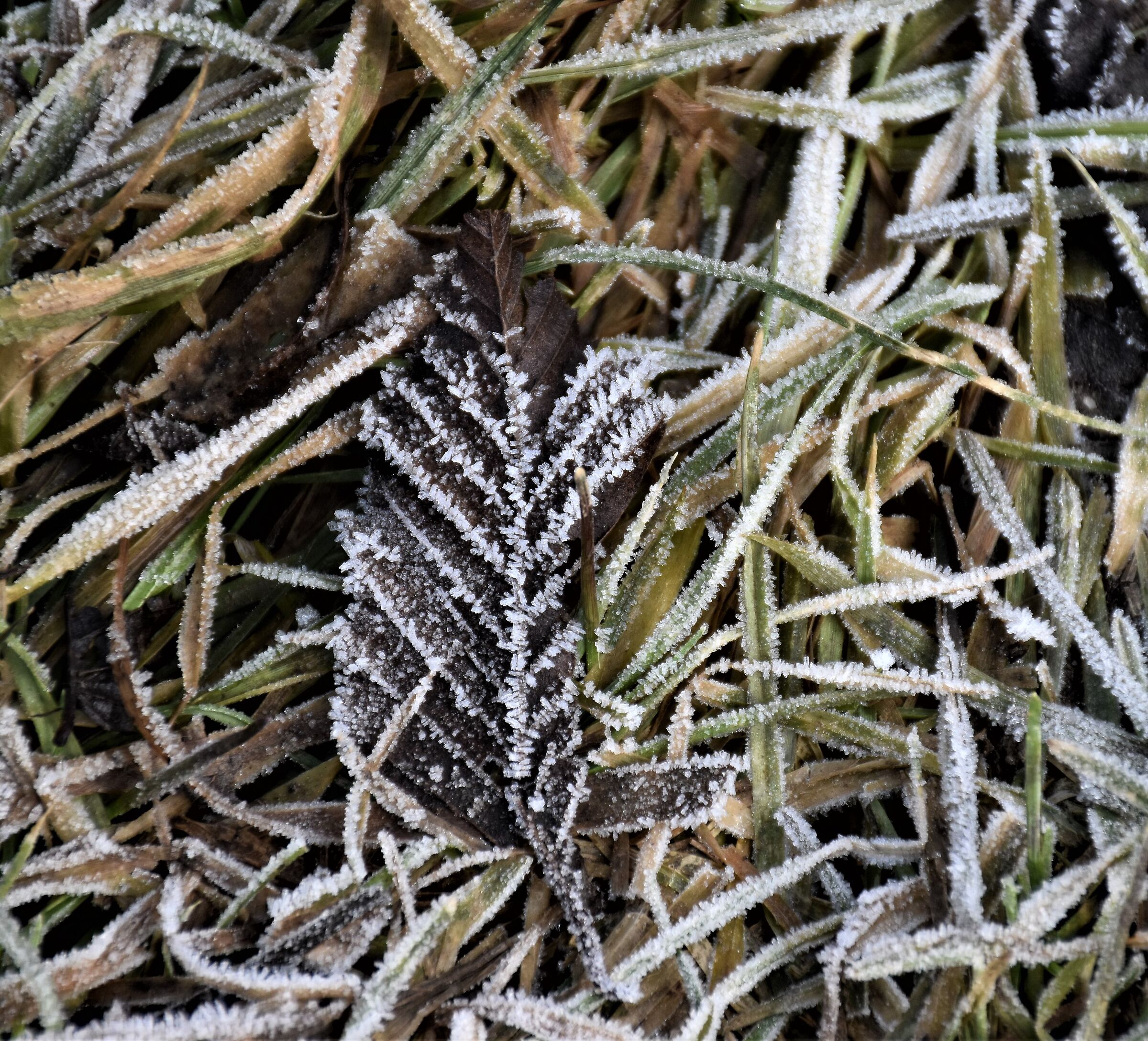 night frost in Racconigi (CN)