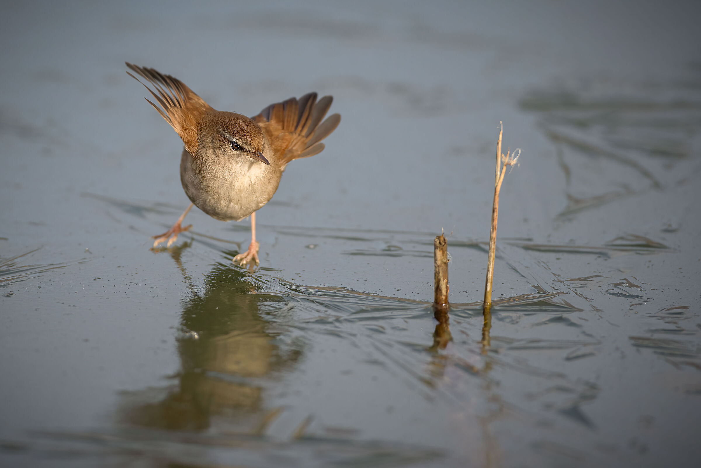 Usignolo di fiume sul ghiaccio