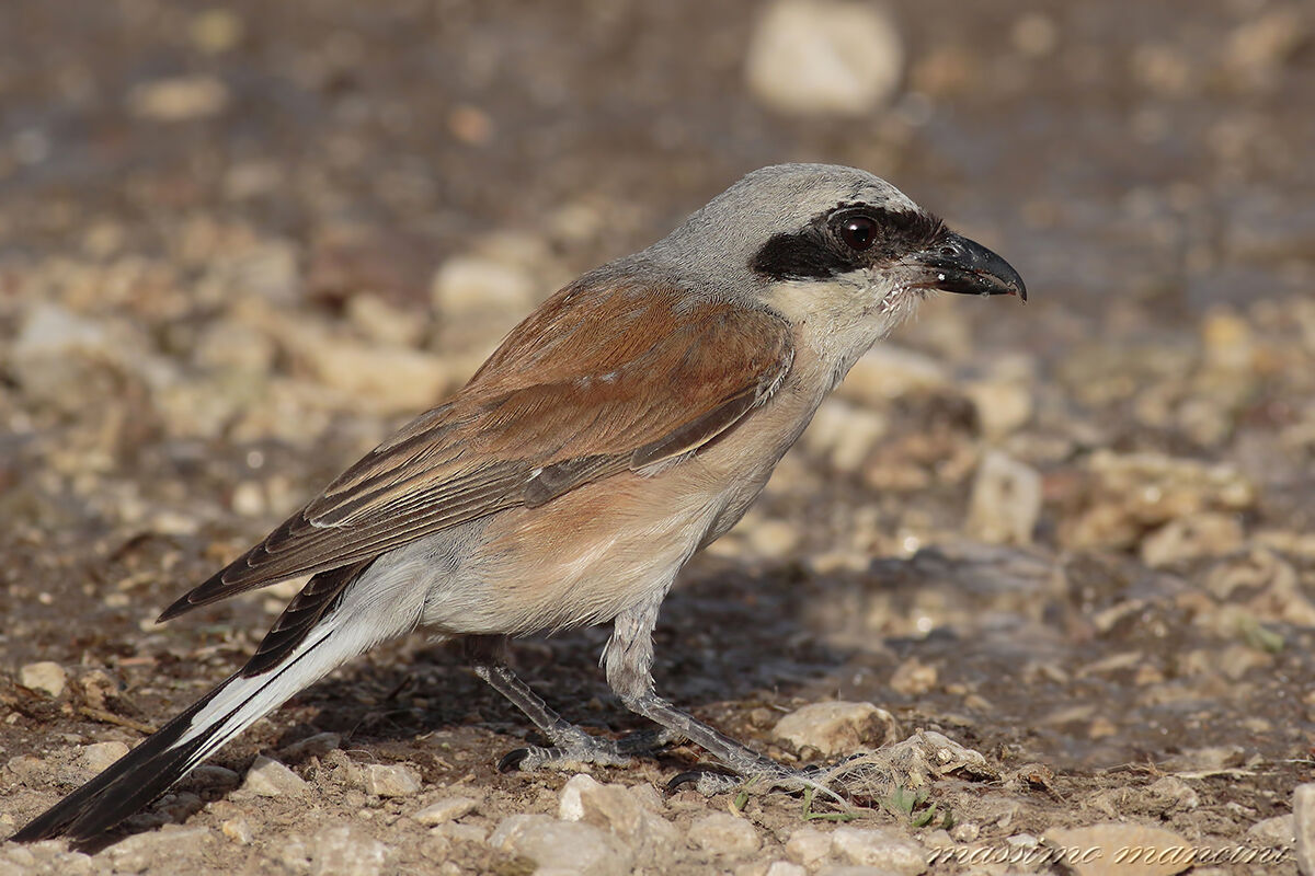 averla (lanius collurio)