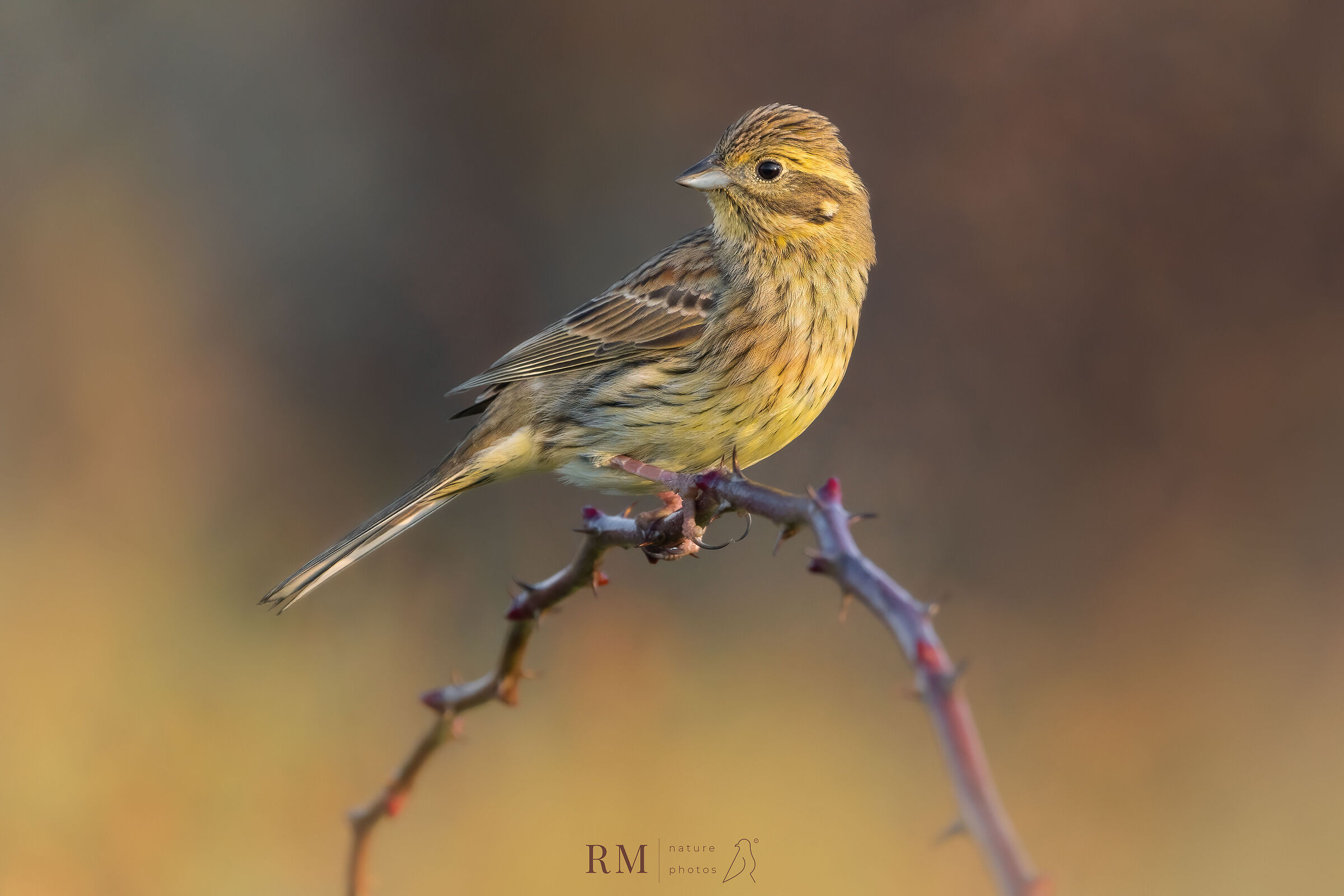 Cirl bunting