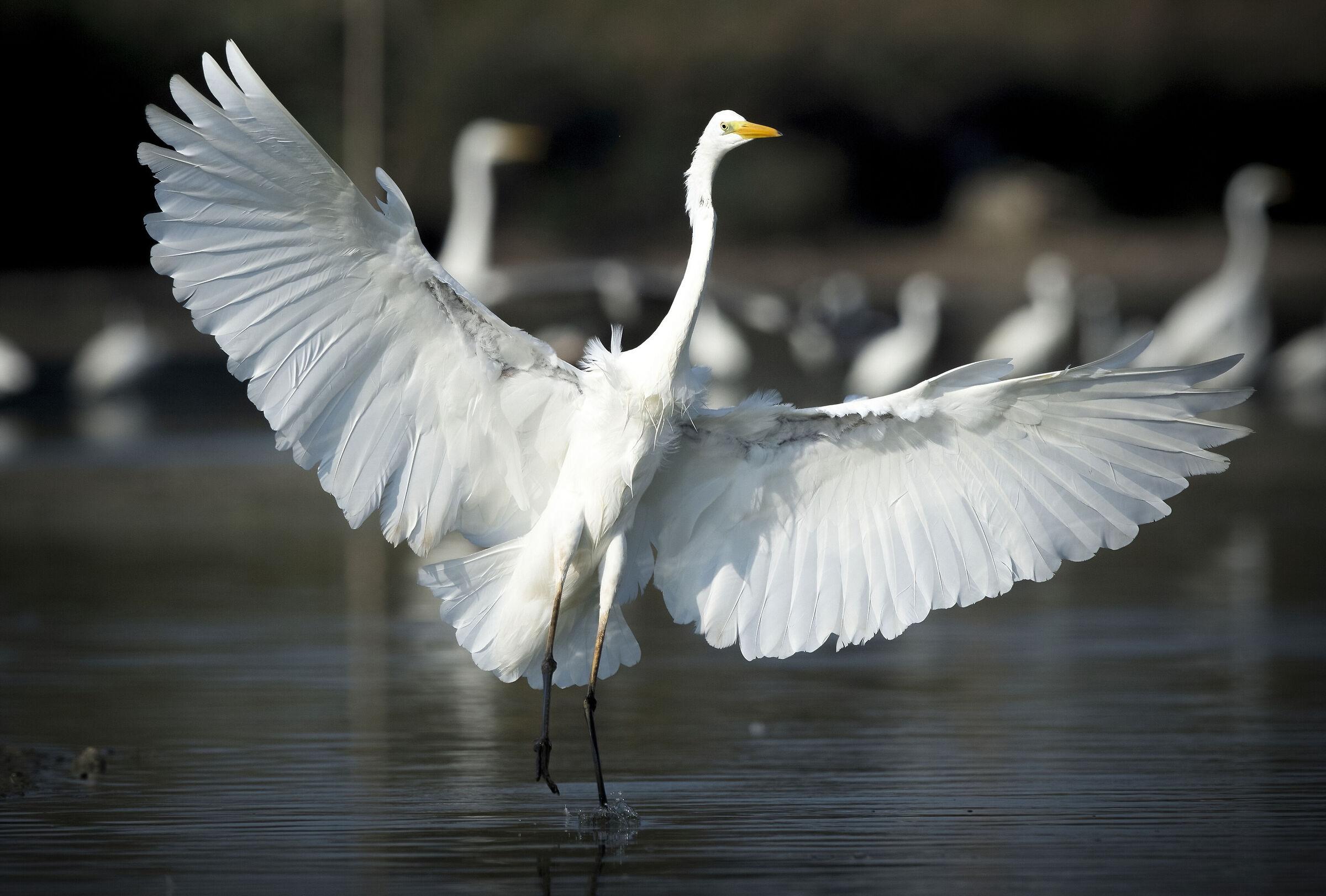 White heron