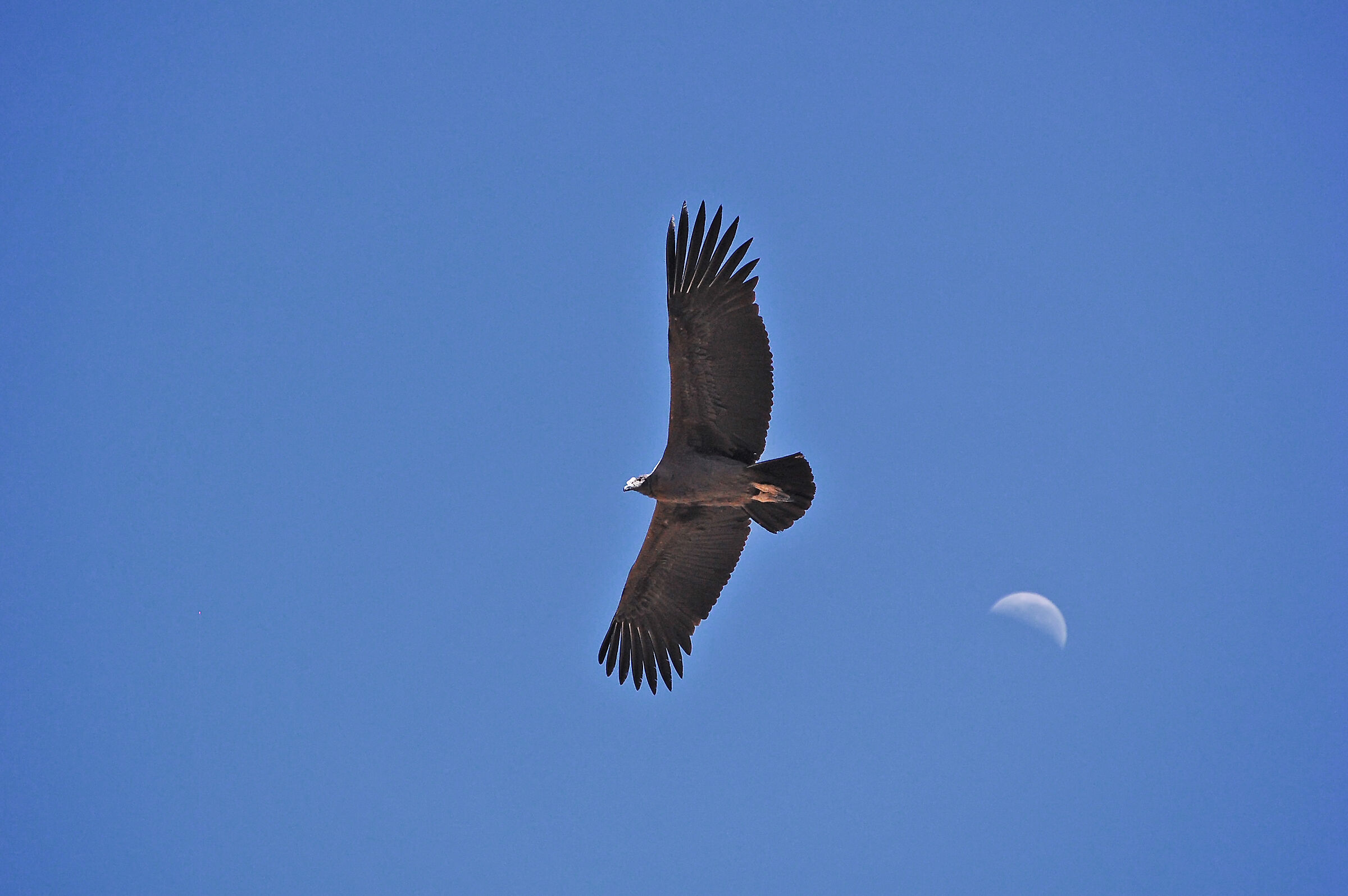 Condor