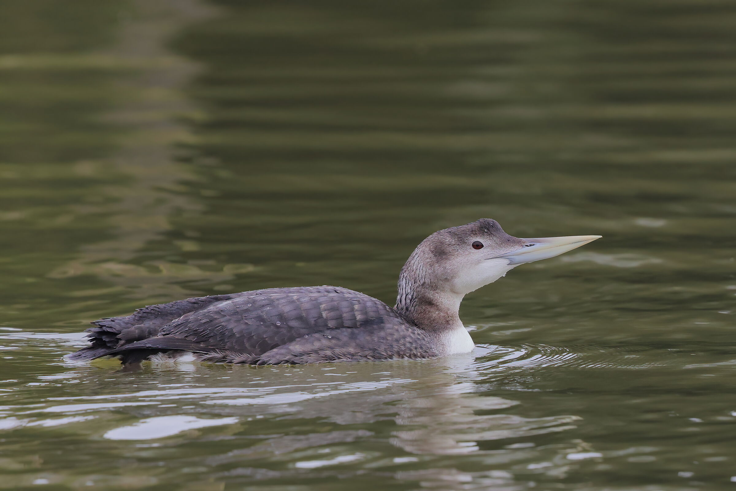 White-billed diver