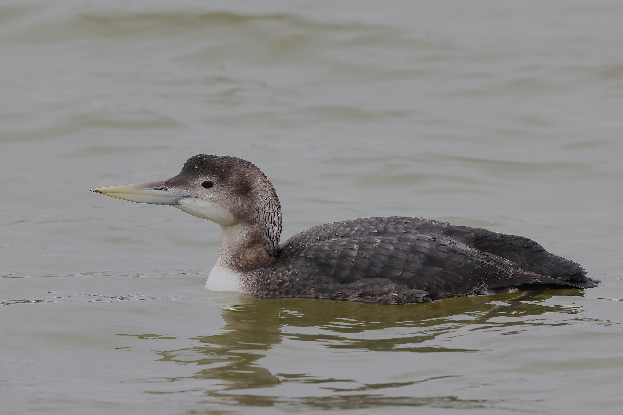 White-billed diver
