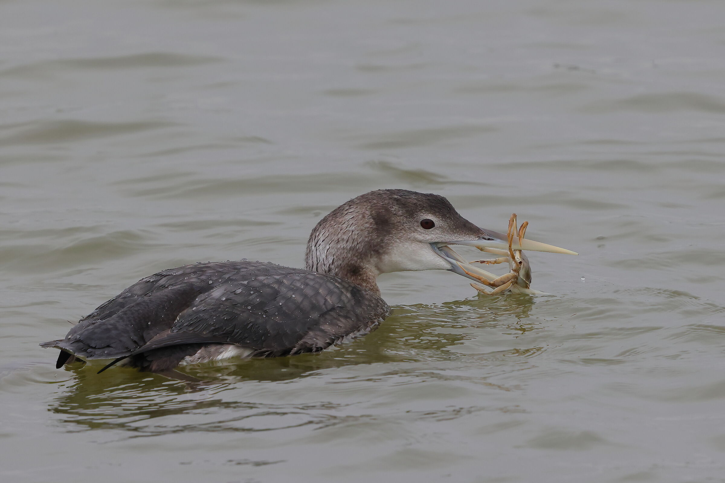 White-billed diver