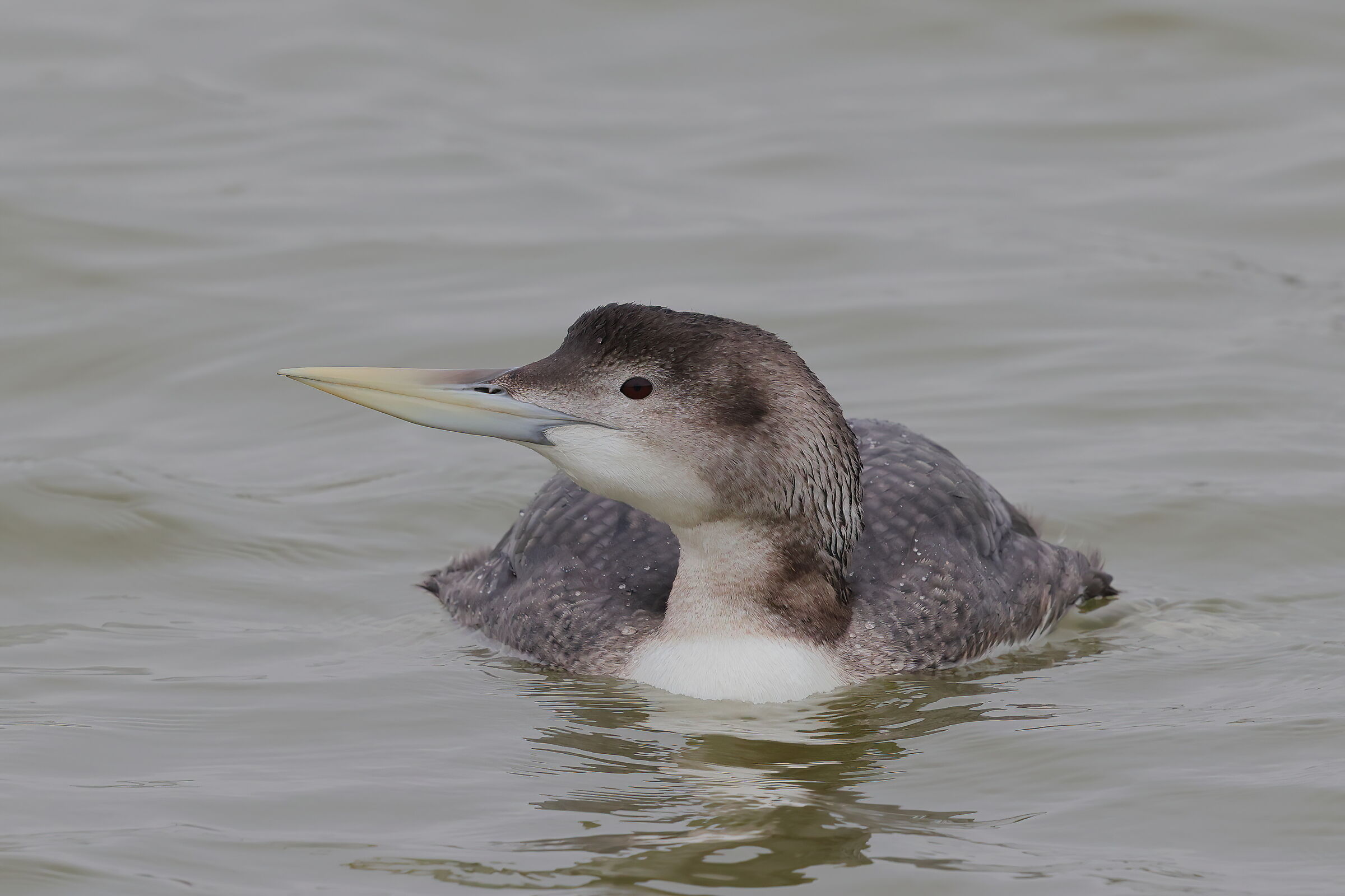 White-billed diver