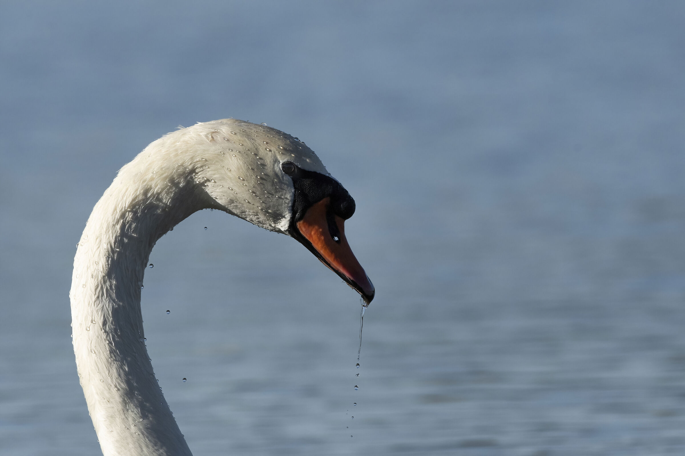 Swan