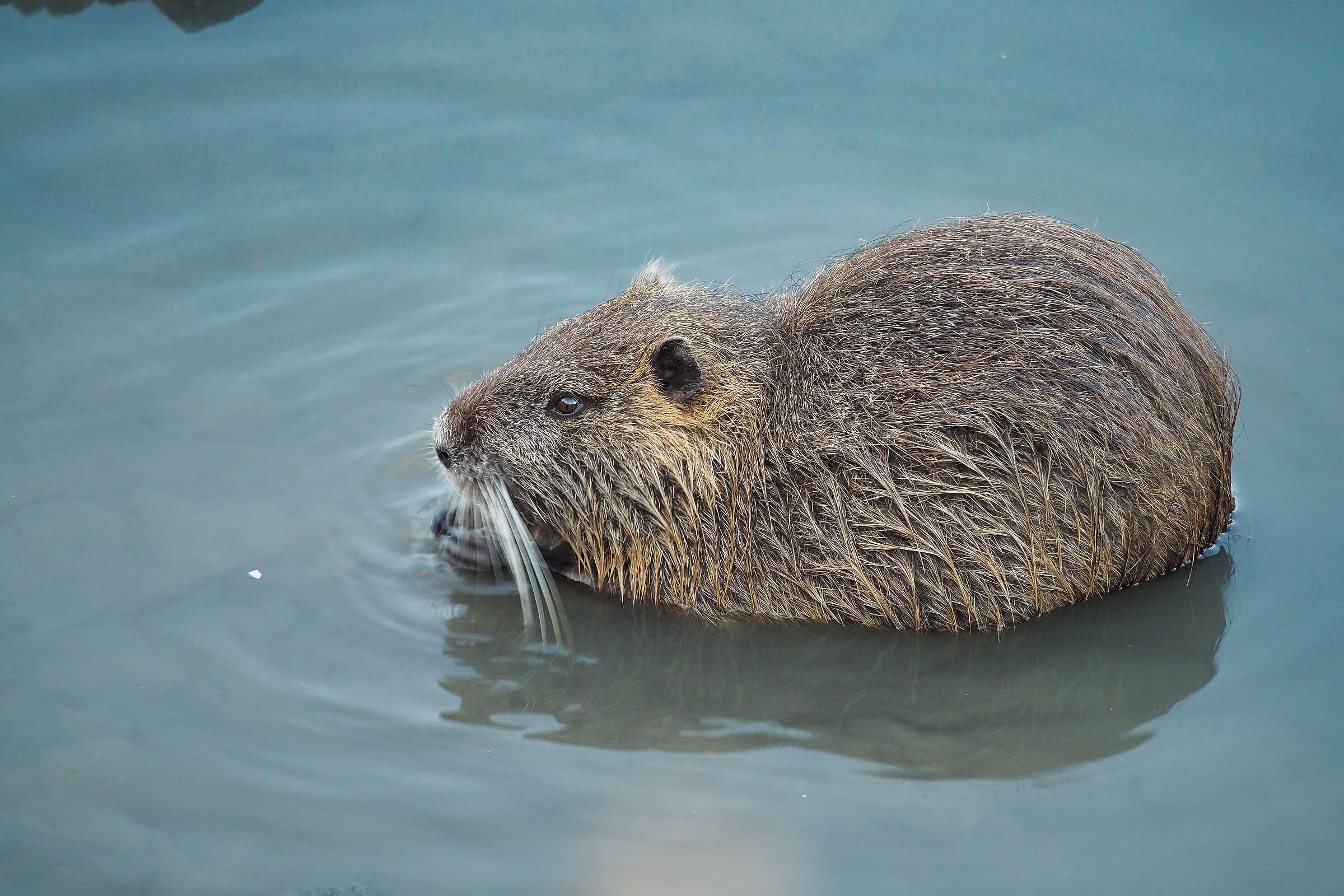 Nutria