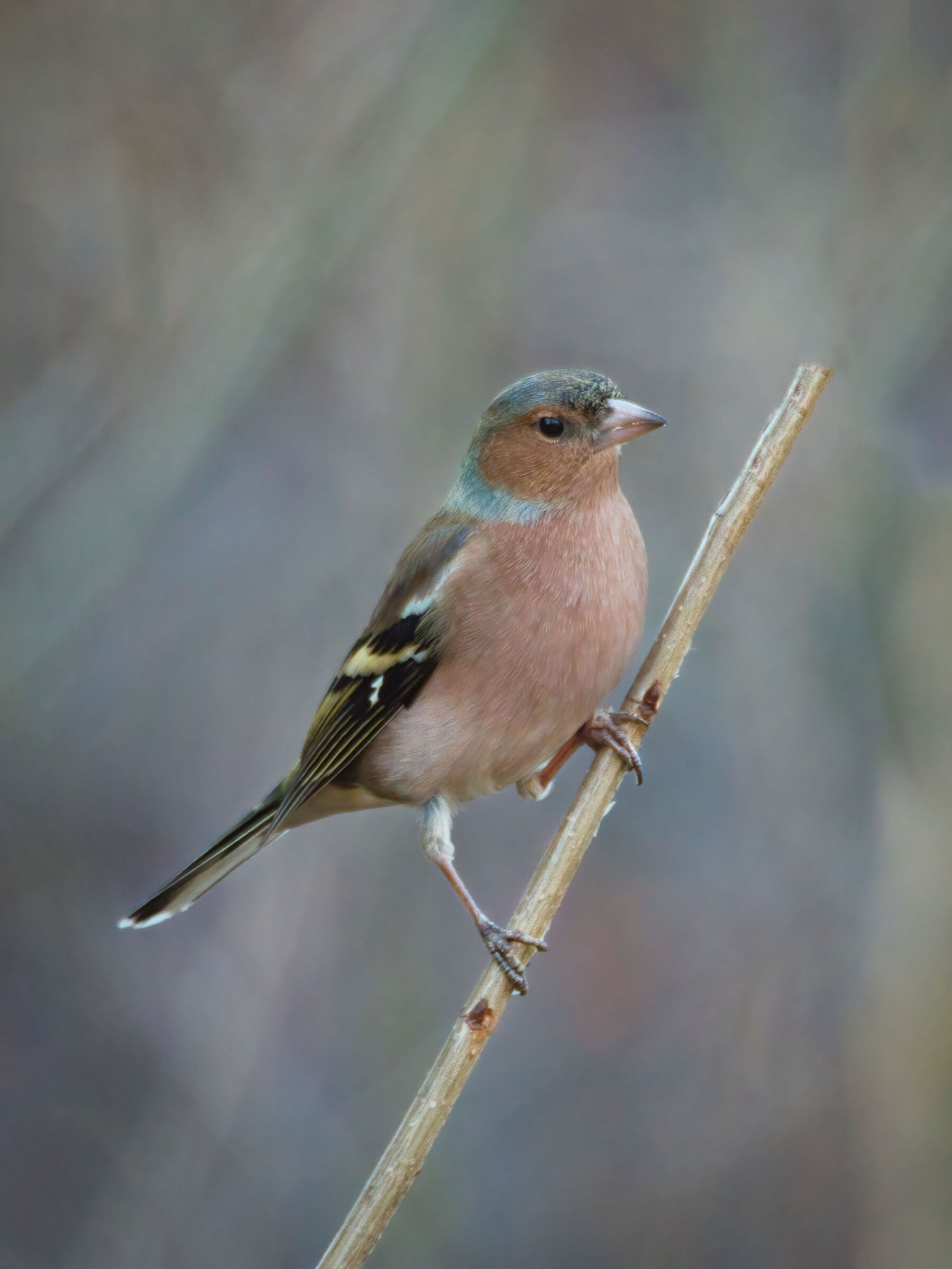 Chaffinch (m)