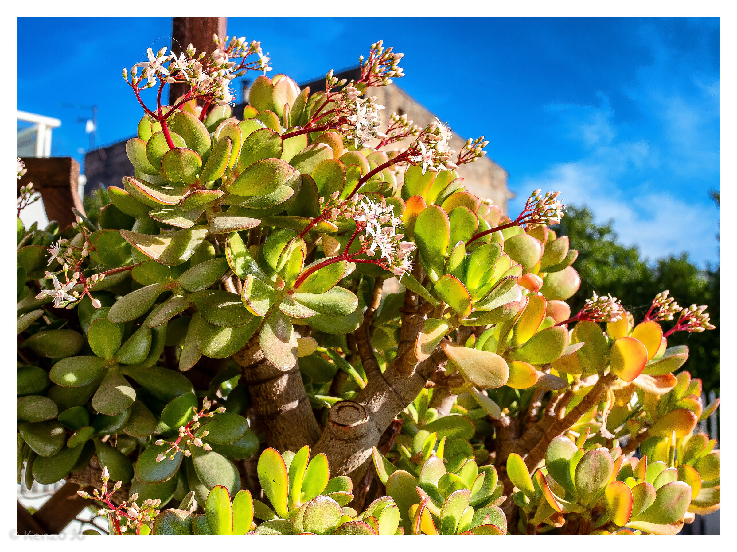 Jade tree in bloom