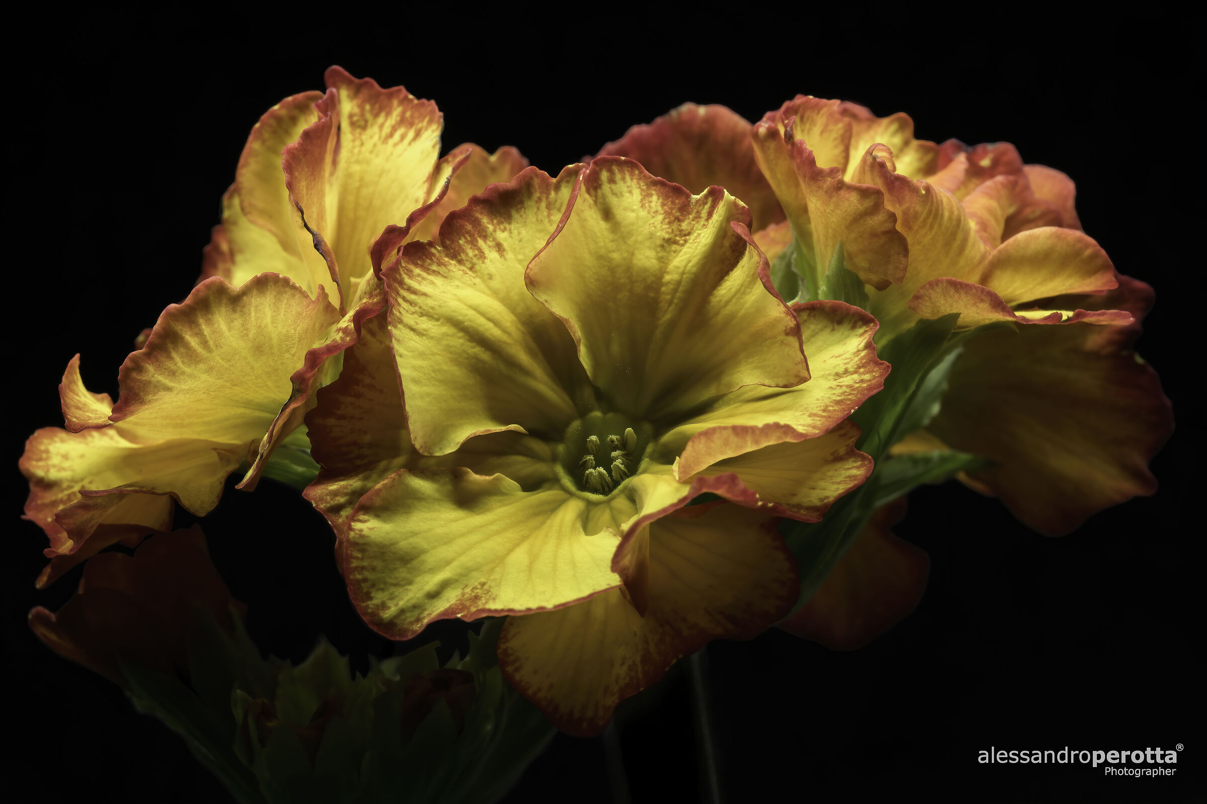 Primula elatior sibel