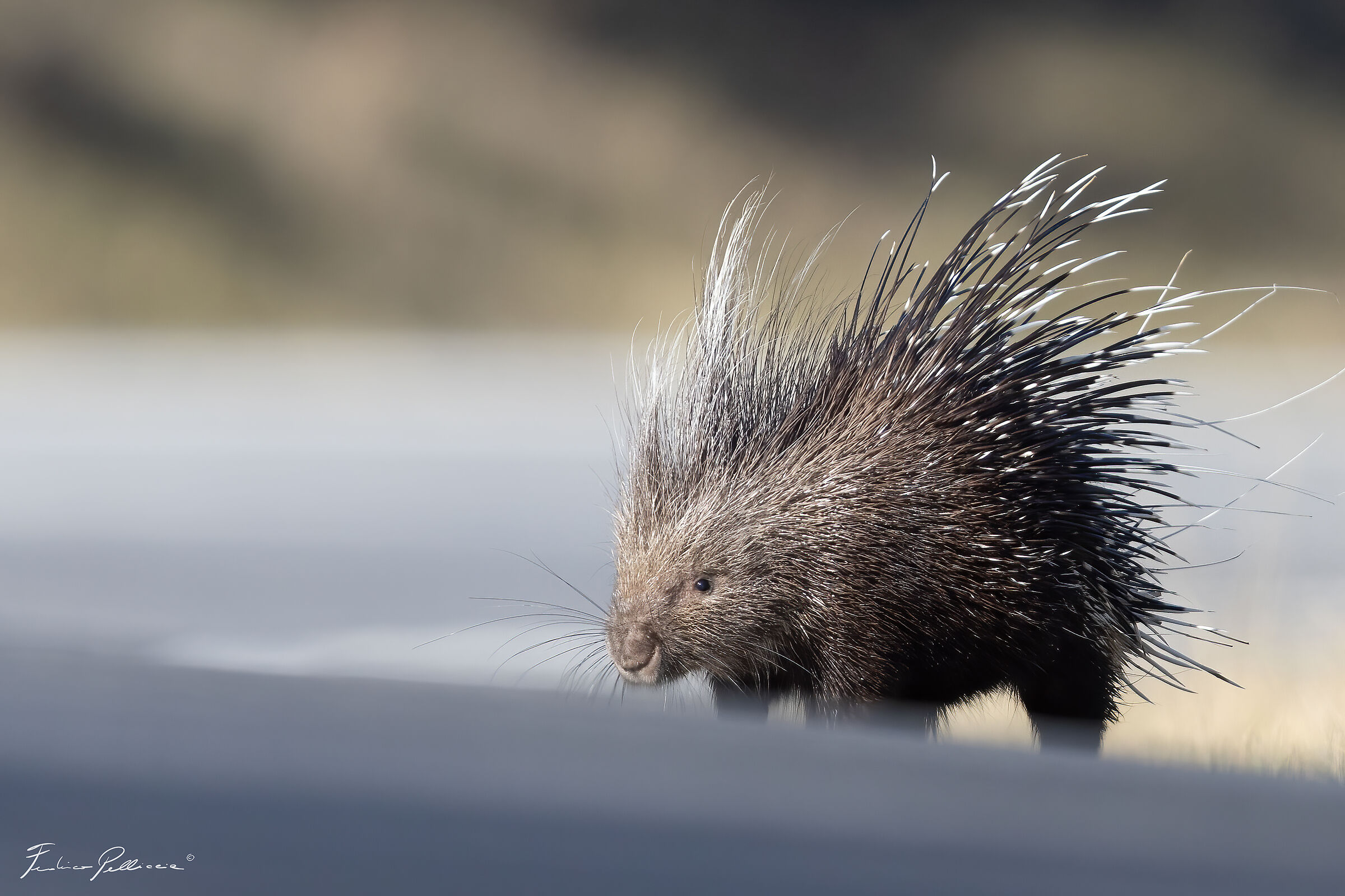 Porcupine