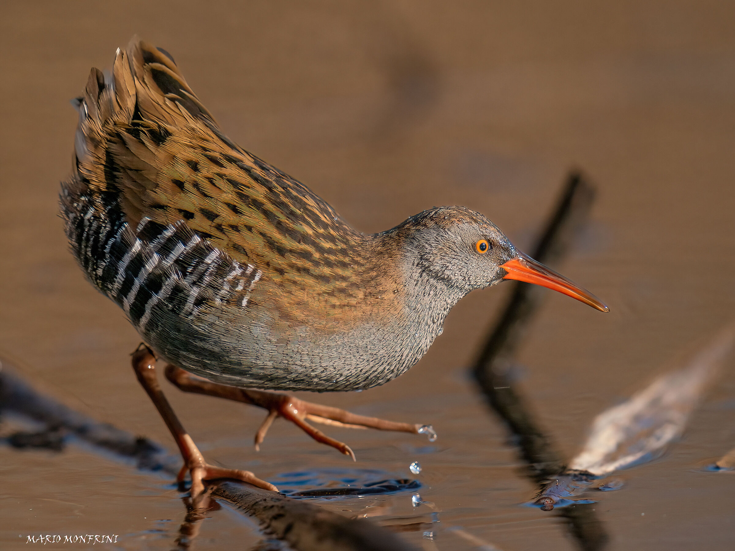 Water rail