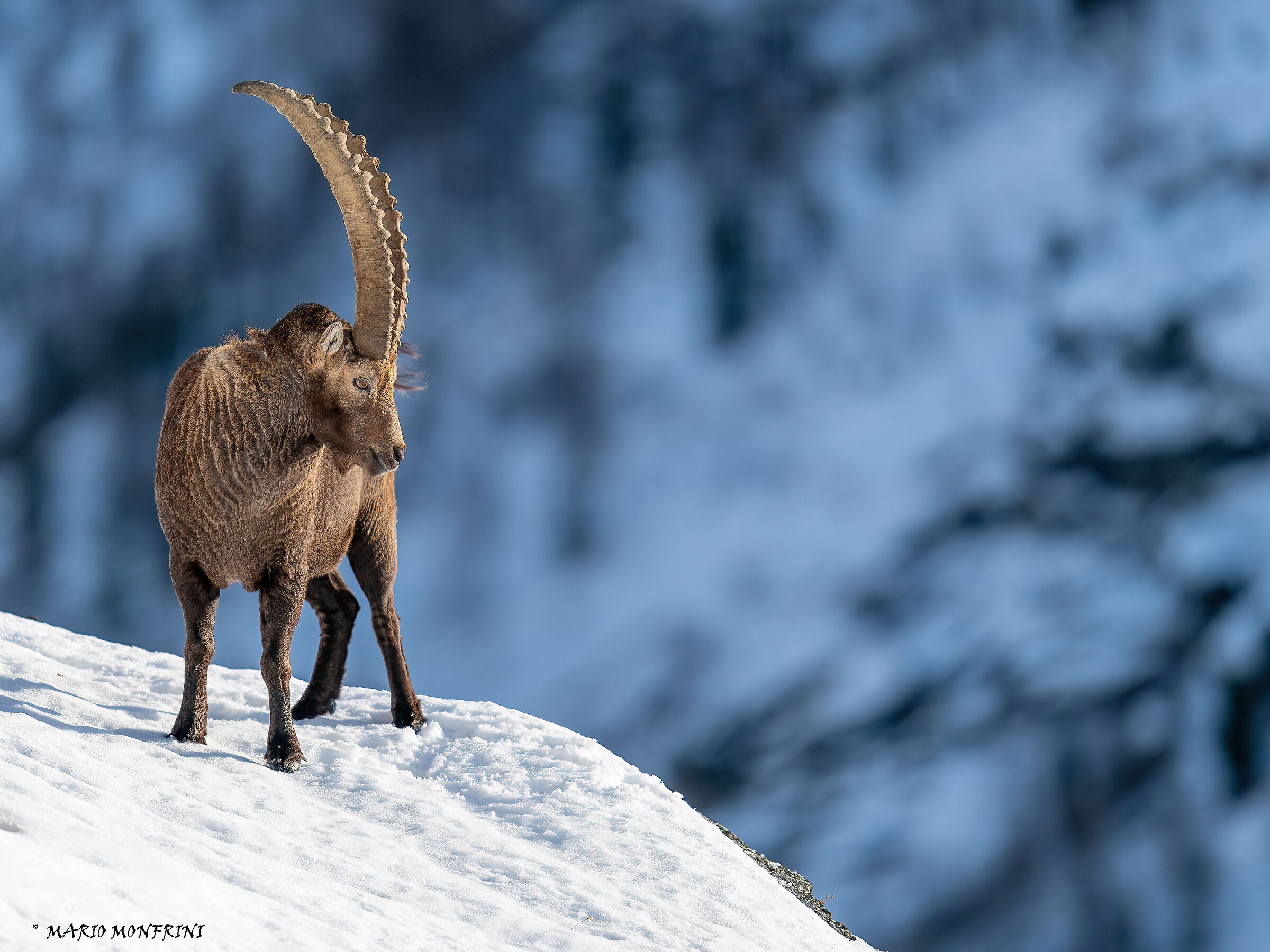 Ibex
