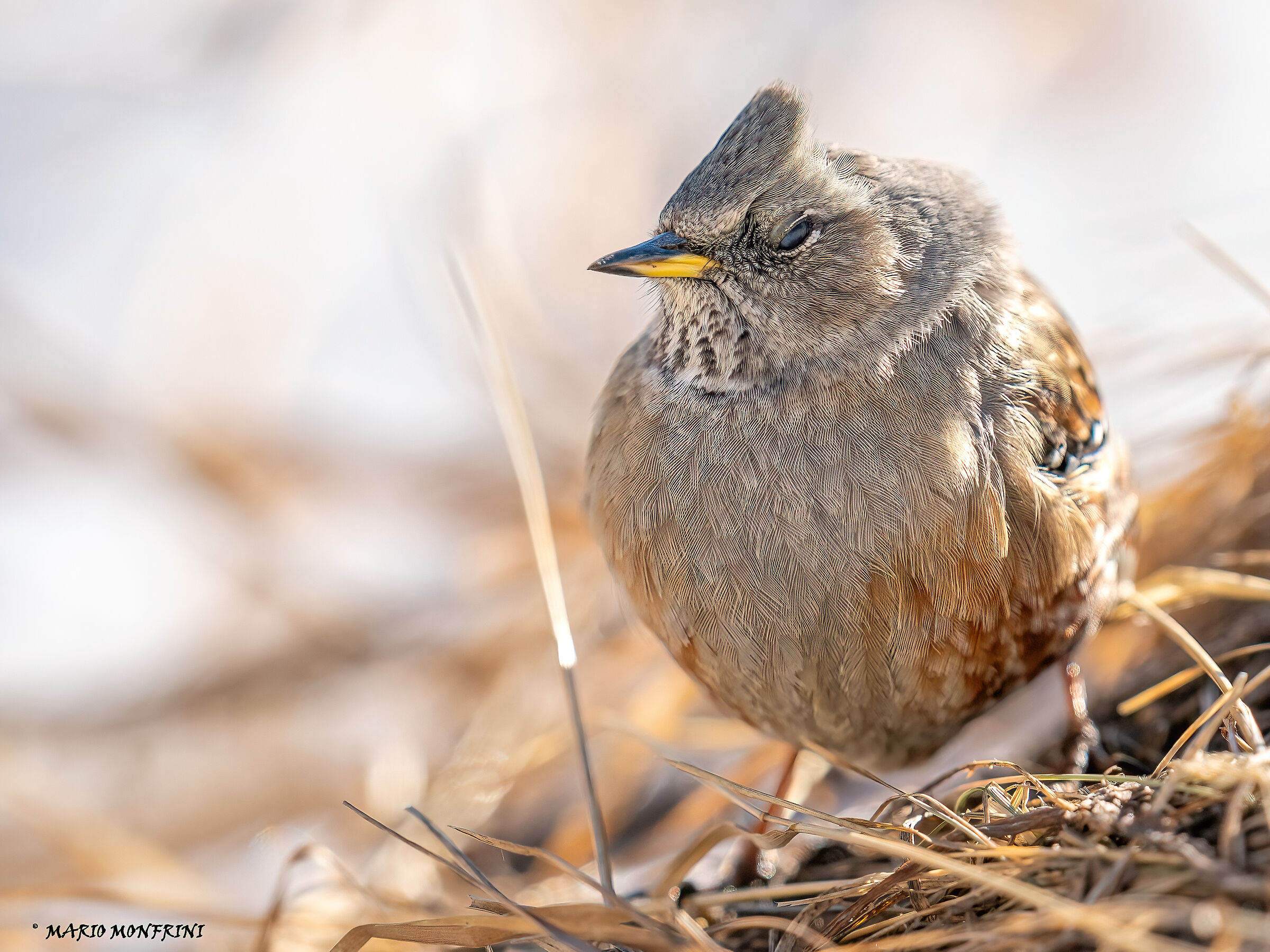 Alpine accentor