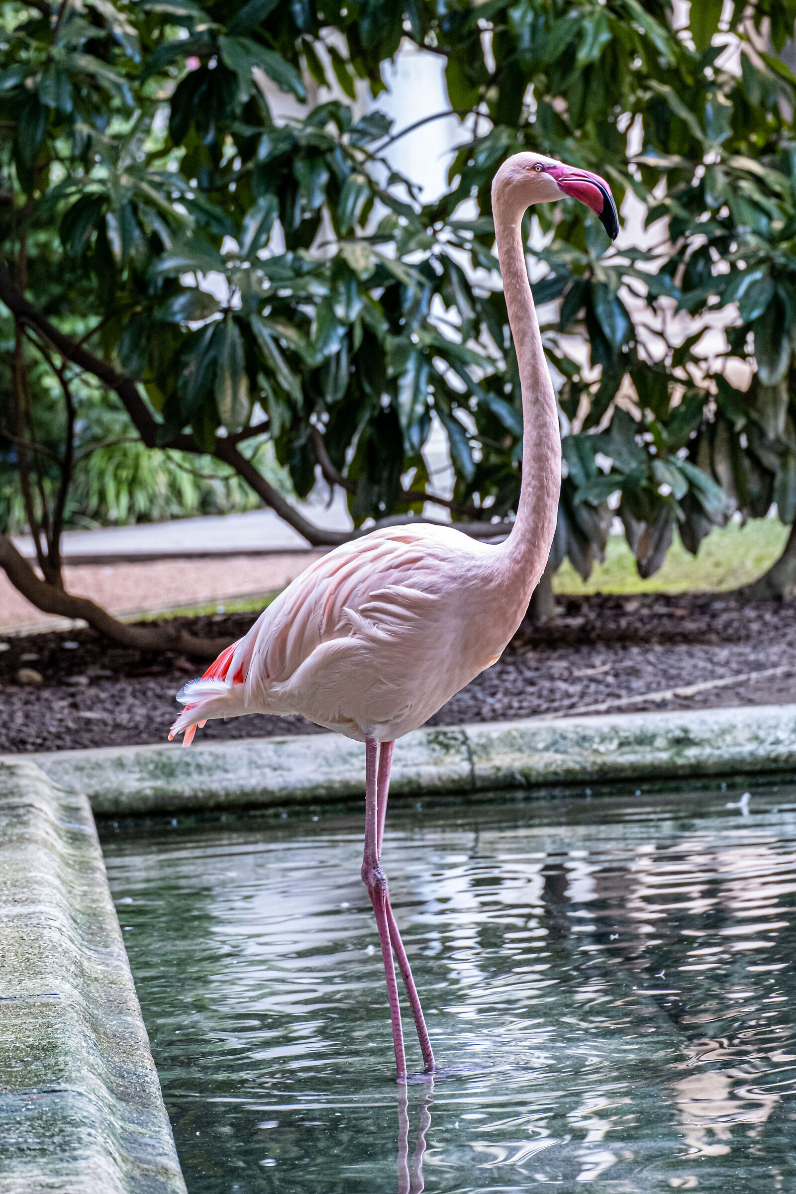 Pink flamingo - villa Invernizzi Milan