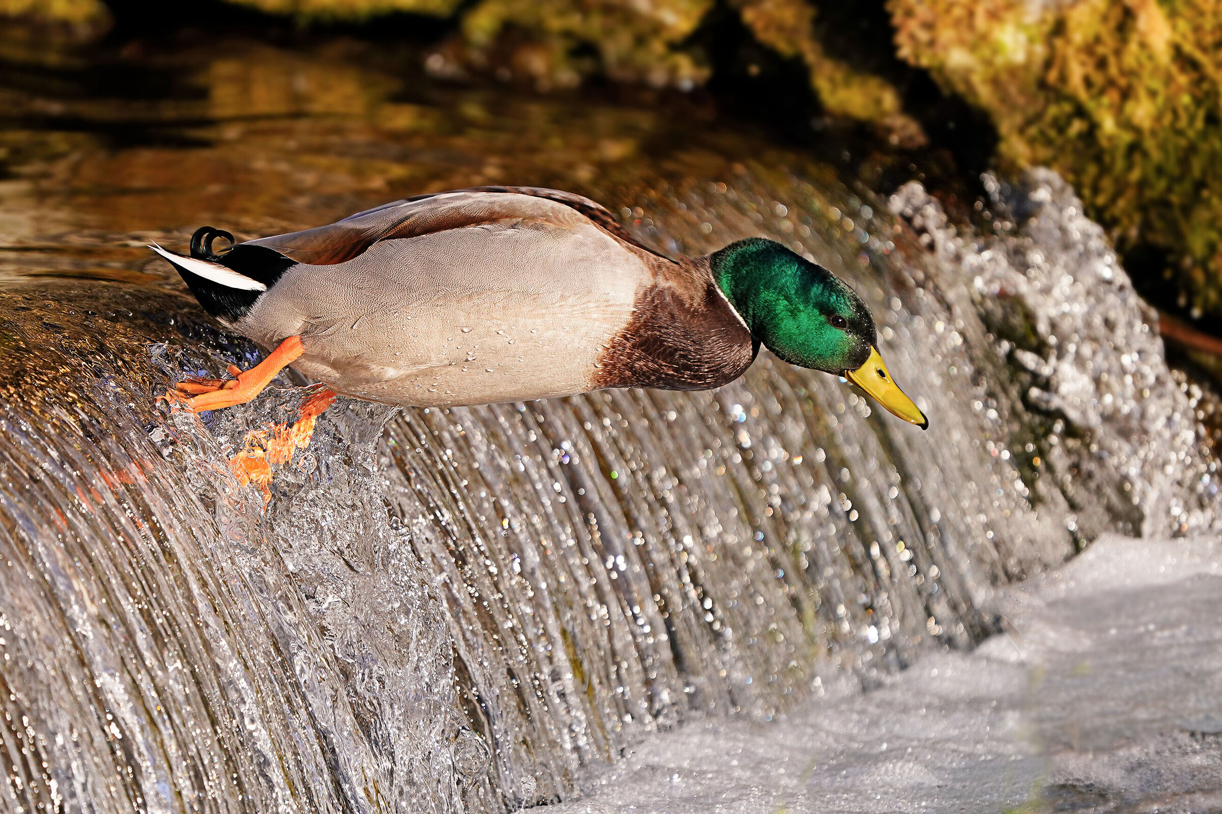 Un tuffo dove l'acqua è più blu - Germano ...