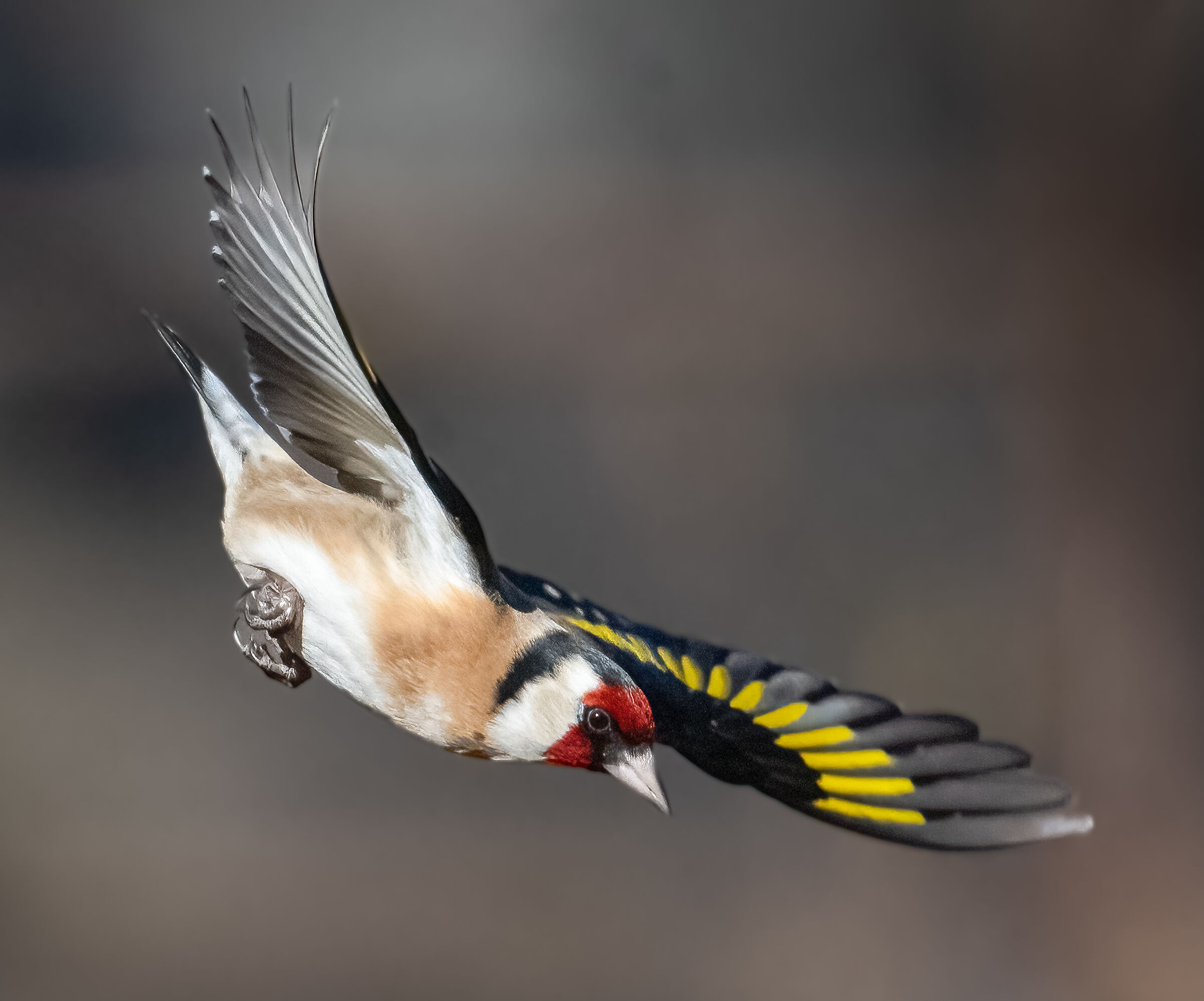 Cardellino volo discendente