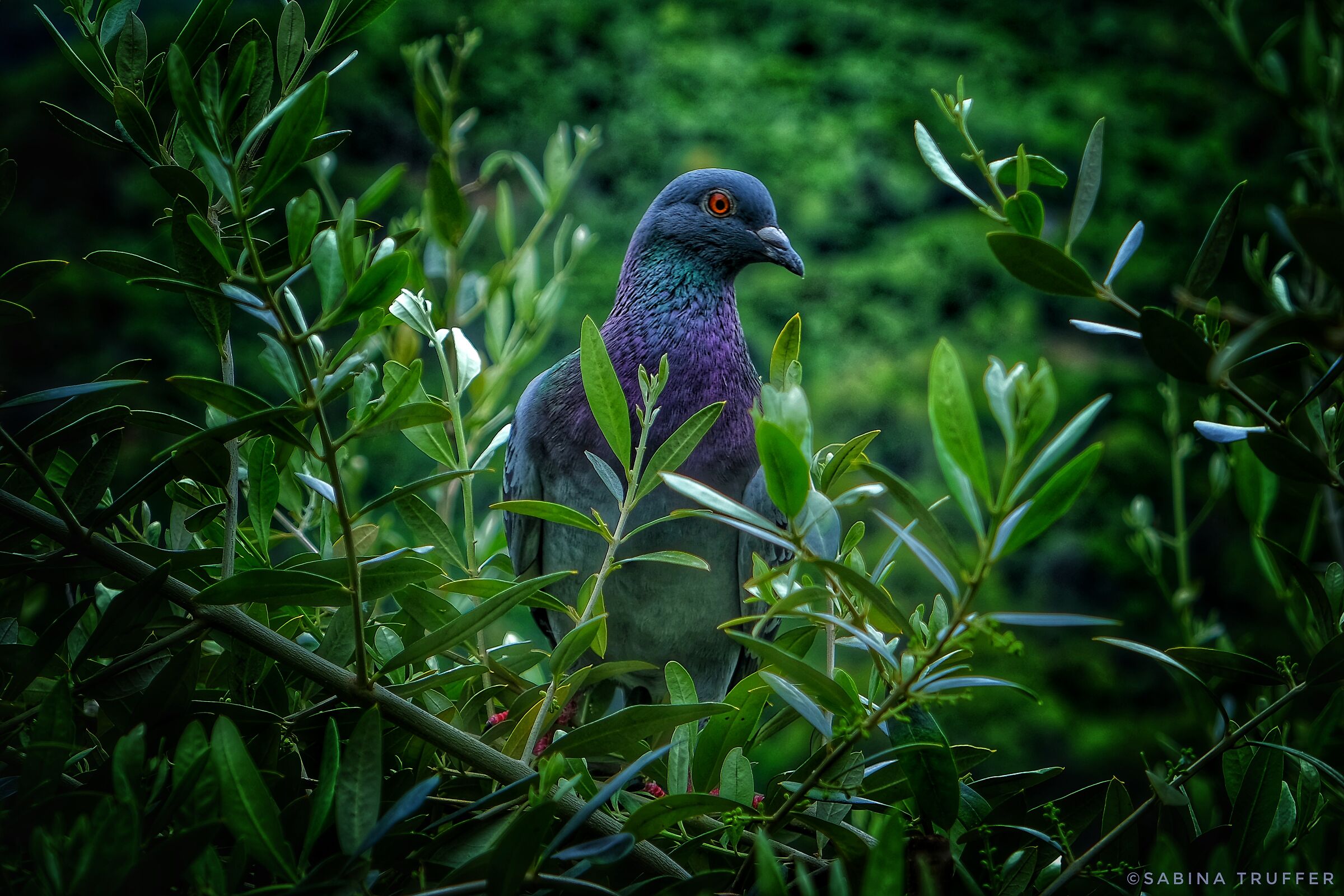 L'ultima viaggiatrice