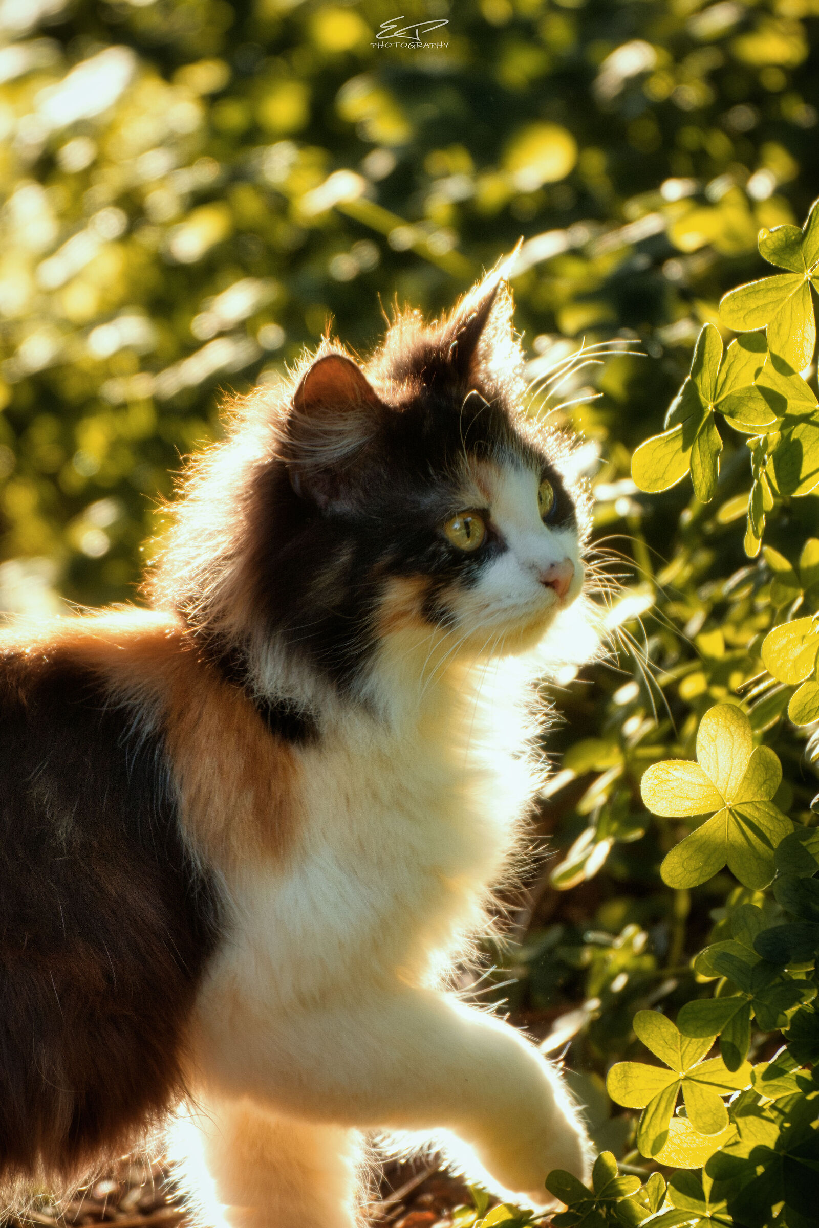 ZuZu (Exploring The World)